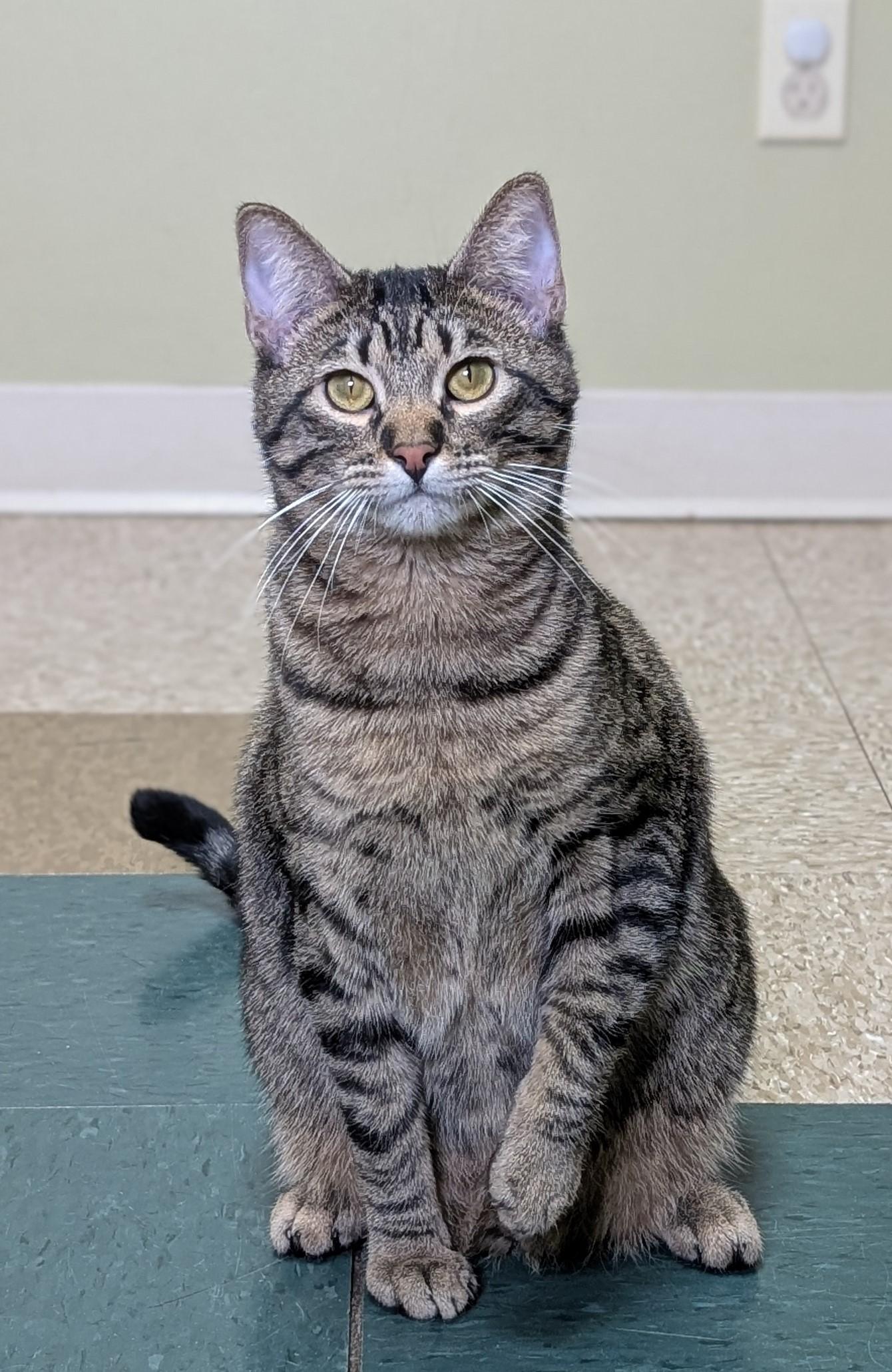 Enlarge Milo, a Adoptable Domestic Short Hair in Hastings, NE image 2/5