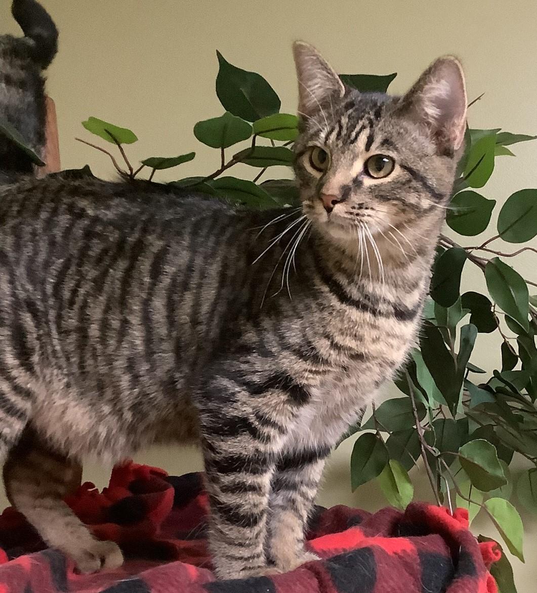 Enlarge Milo, a Adoptable Domestic Short Hair in Hastings, NE image 2/3