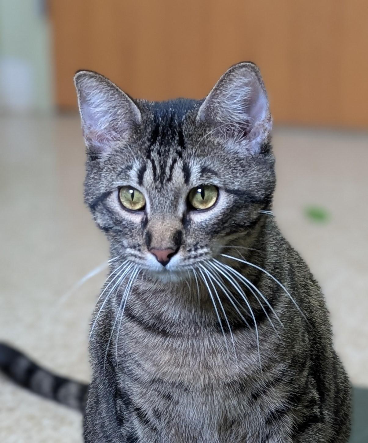 Milo, Adoptable, Young Male Domestic Short Hair.