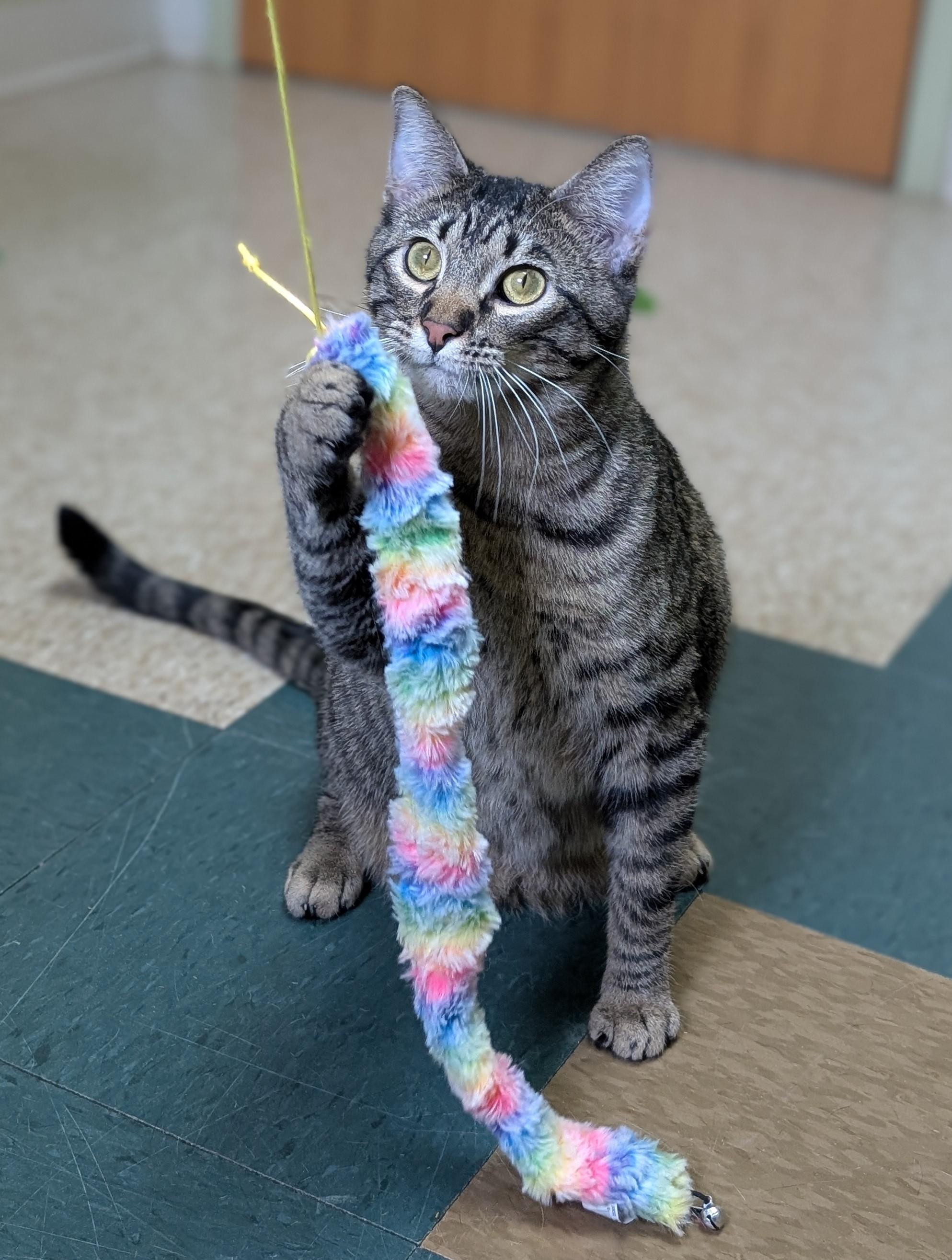 Enlarge Milo, a Adoptable Domestic Short Hair in Hastings, NE image 3/5