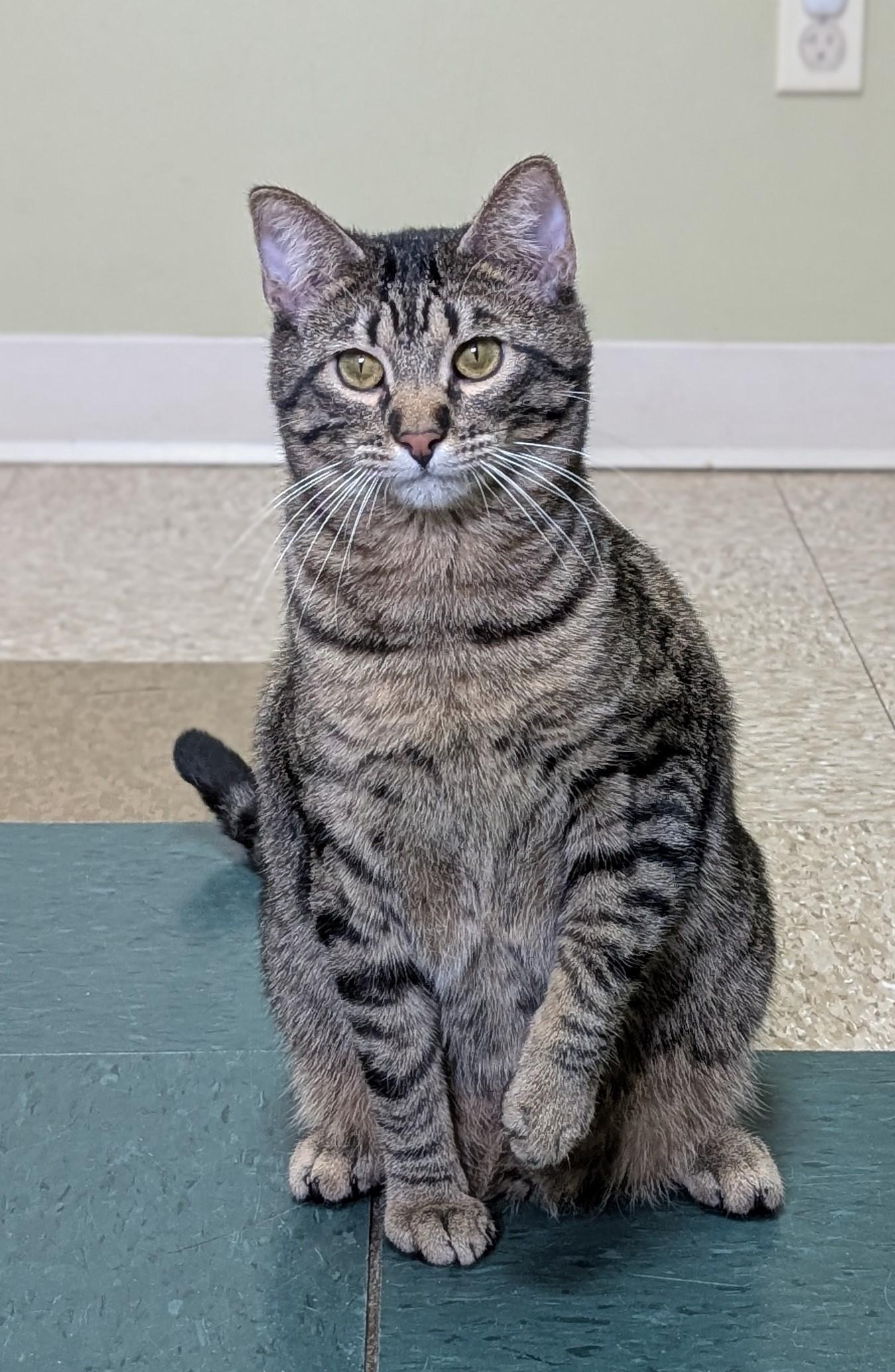 Enlarge Milo, a Adoptable Domestic Short Hair in Hastings, NE image 4/5