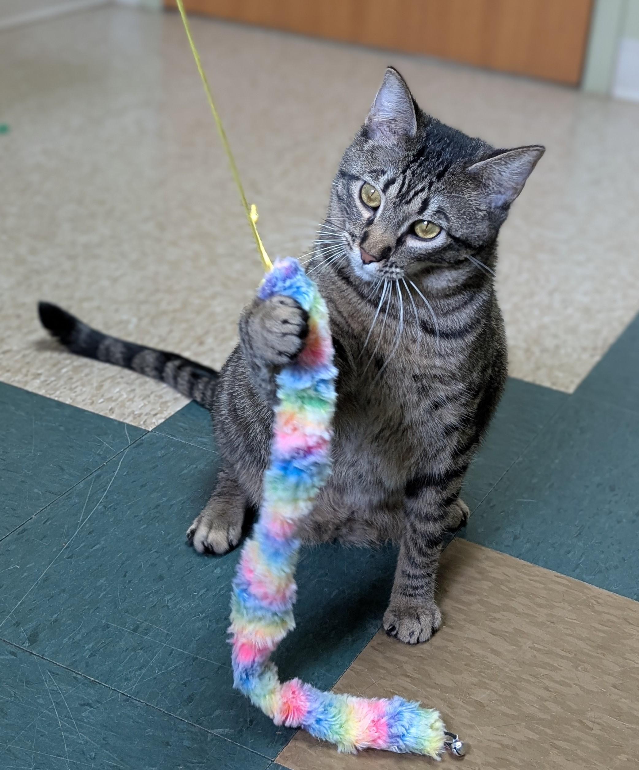 Enlarge Milo, a Adoptable Domestic Short Hair in Hastings, NE image 5/5
