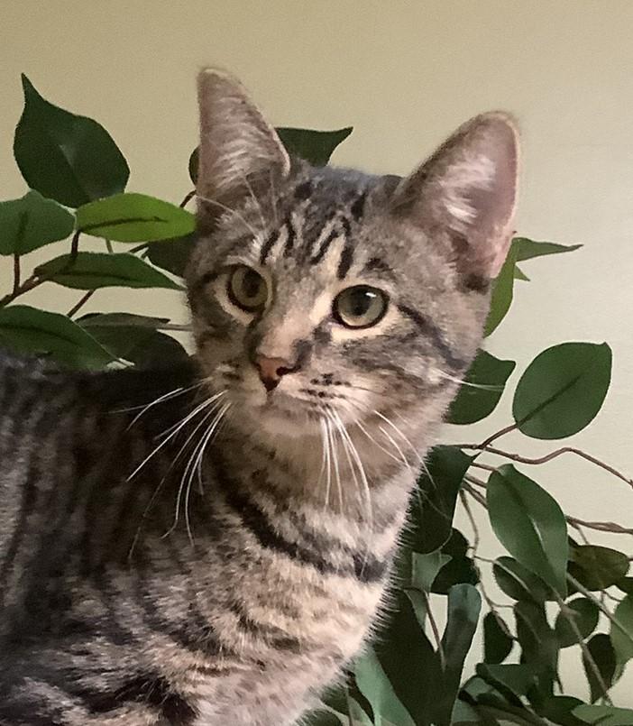 Enlarge Milo, a Adoptable Domestic Short Hair in Hastings, NE image 1/3