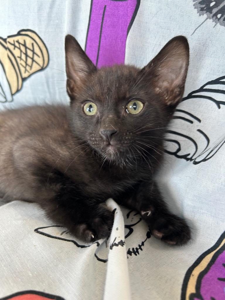 Torch, Adoptable, Kitten Male Domestic Short Hair.