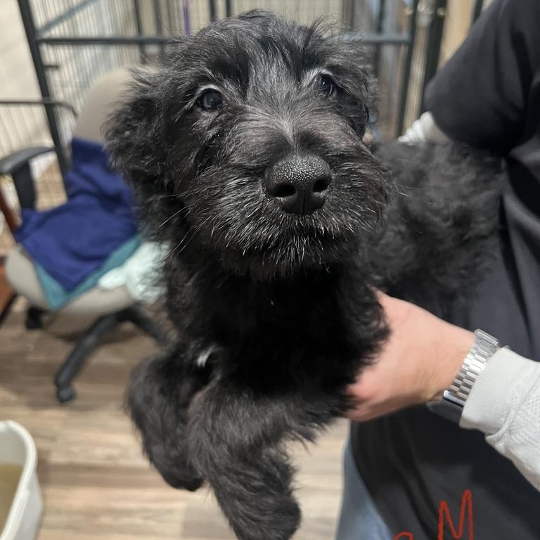 Enlarge Apple Schnapps, a ADOPTABLE mixed breed in San Antonio, TX image 2/3