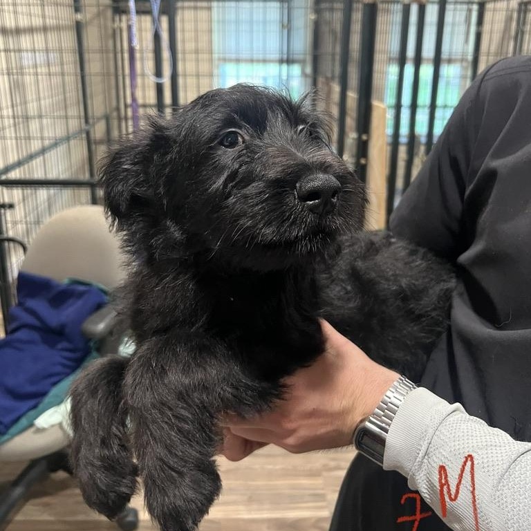 Apple Schnapps, ADOPTABLE, Puppy Male Miniature Schnauzer & Shepherd.