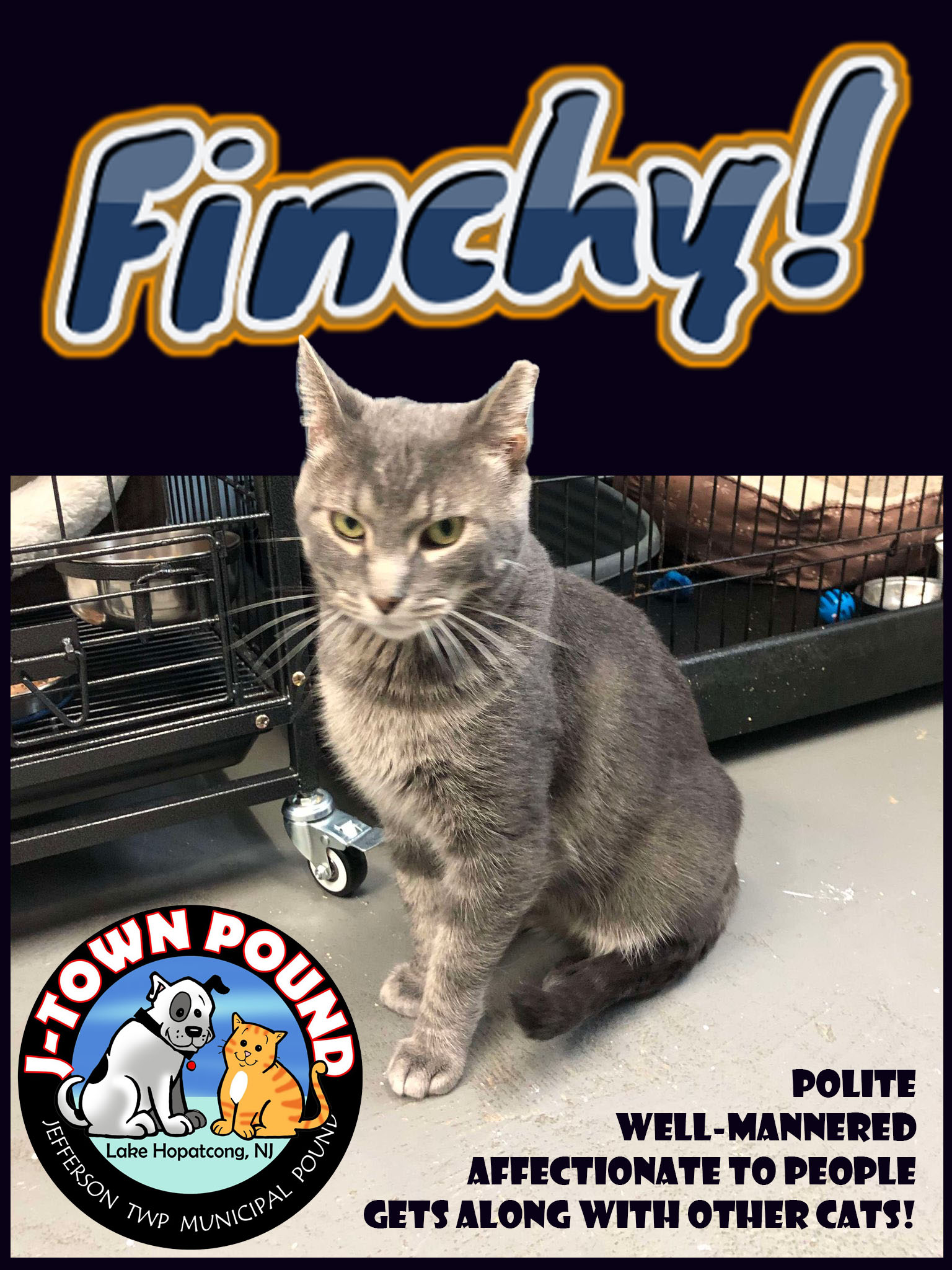 Cat for adoption Finchy, a Domestic Short Hair in Lake Hopatcong, NJ