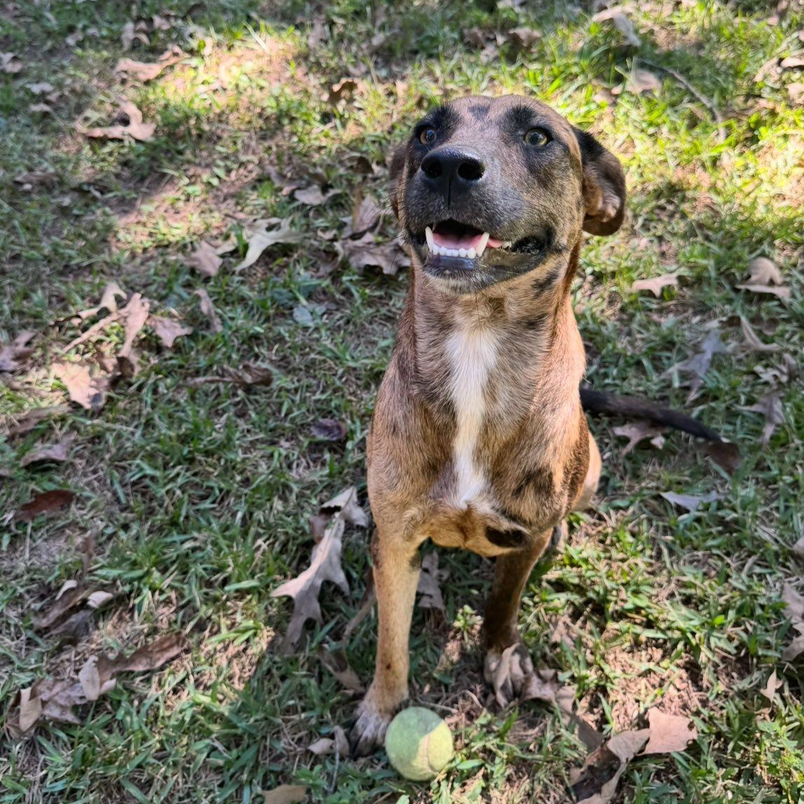 Enlarge Hammie, a Adoptable Catahoula Leopard Dog in Winnfield, LA image 1/5