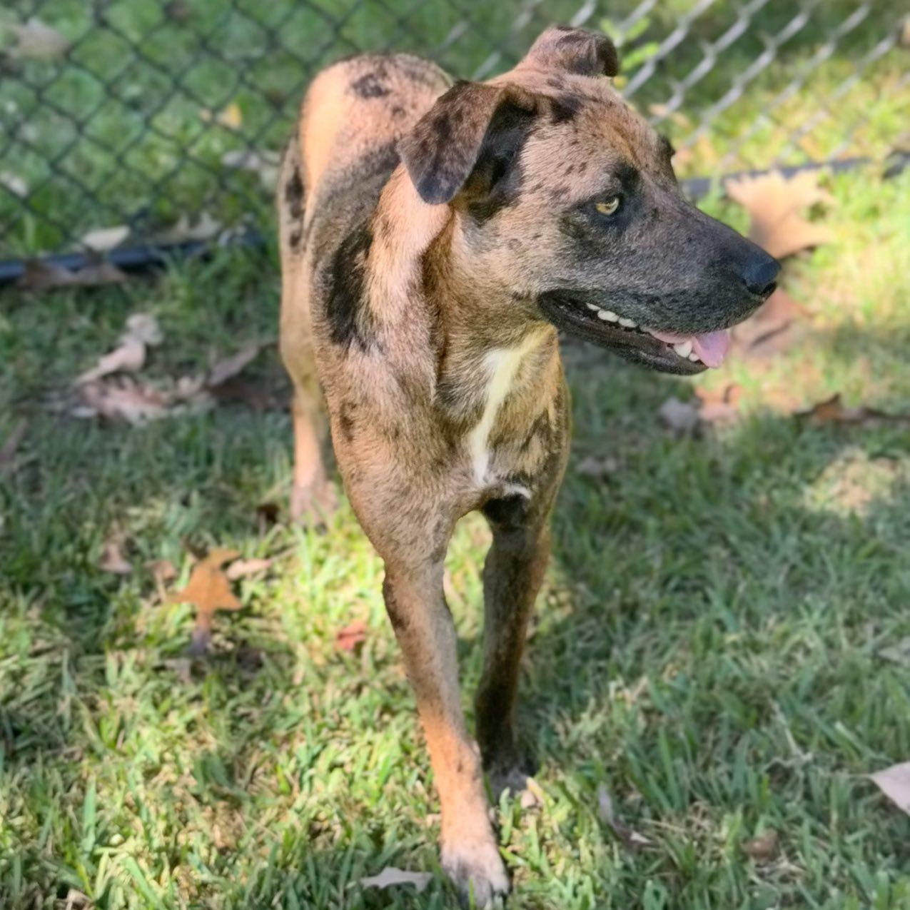 Enlarge Hammie, a Adoptable Catahoula Leopard Dog in Winnfield, LA image 2/5