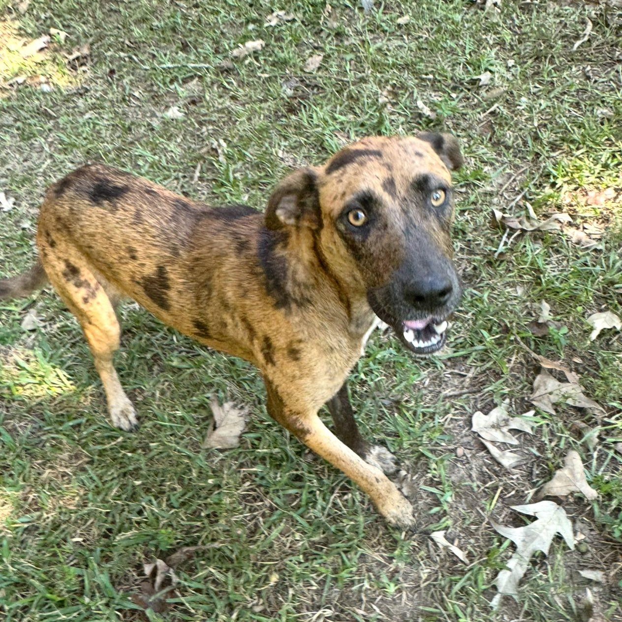 Enlarge Hammie, a Adoptable Catahoula Leopard Dog in Winnfield, LA image 4/5