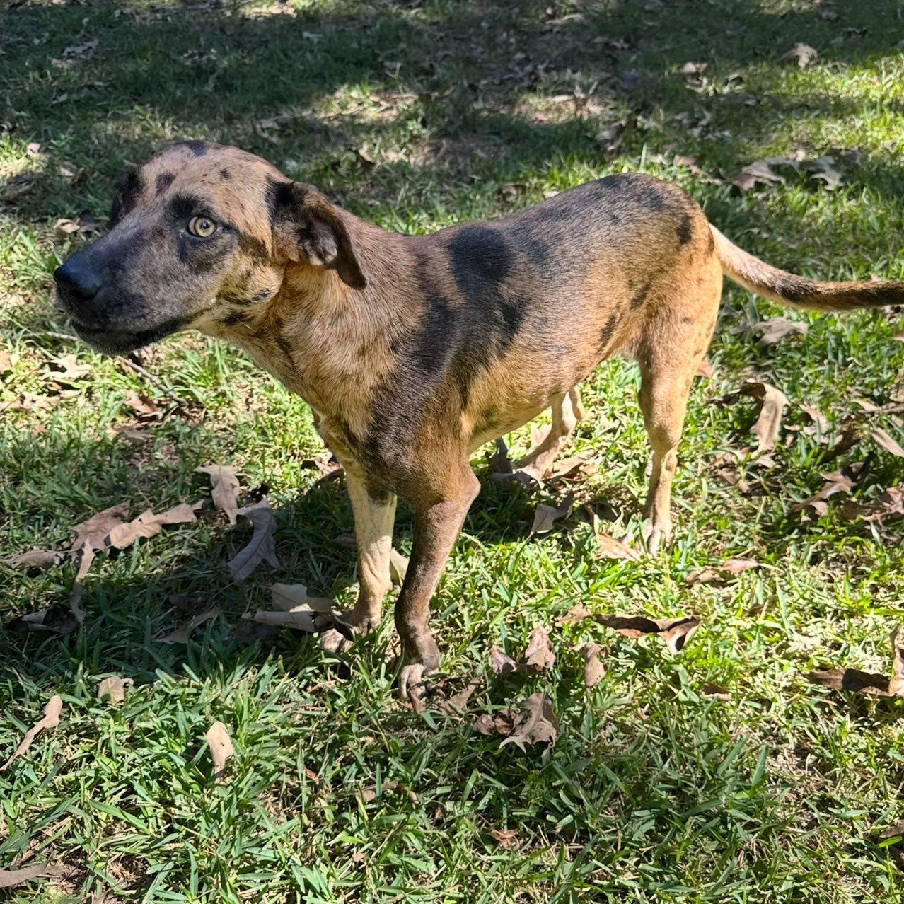 Enlarge Hammie, a Adoptable Catahoula Leopard Dog in Winnfield, LA image 5/5