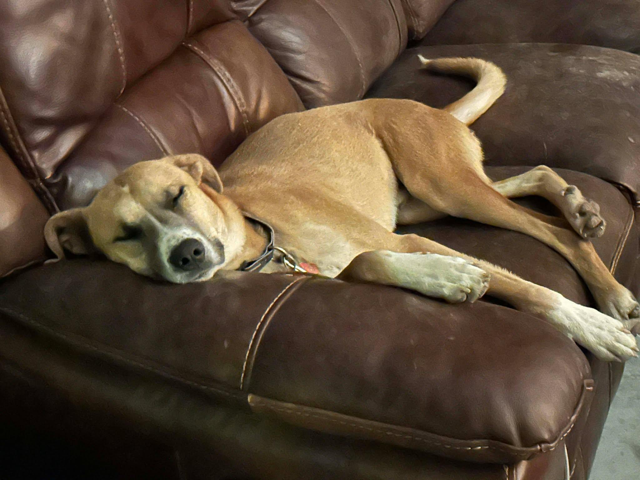 Flip, an adopted mixed breed in New Braunfels, TX image 2/6