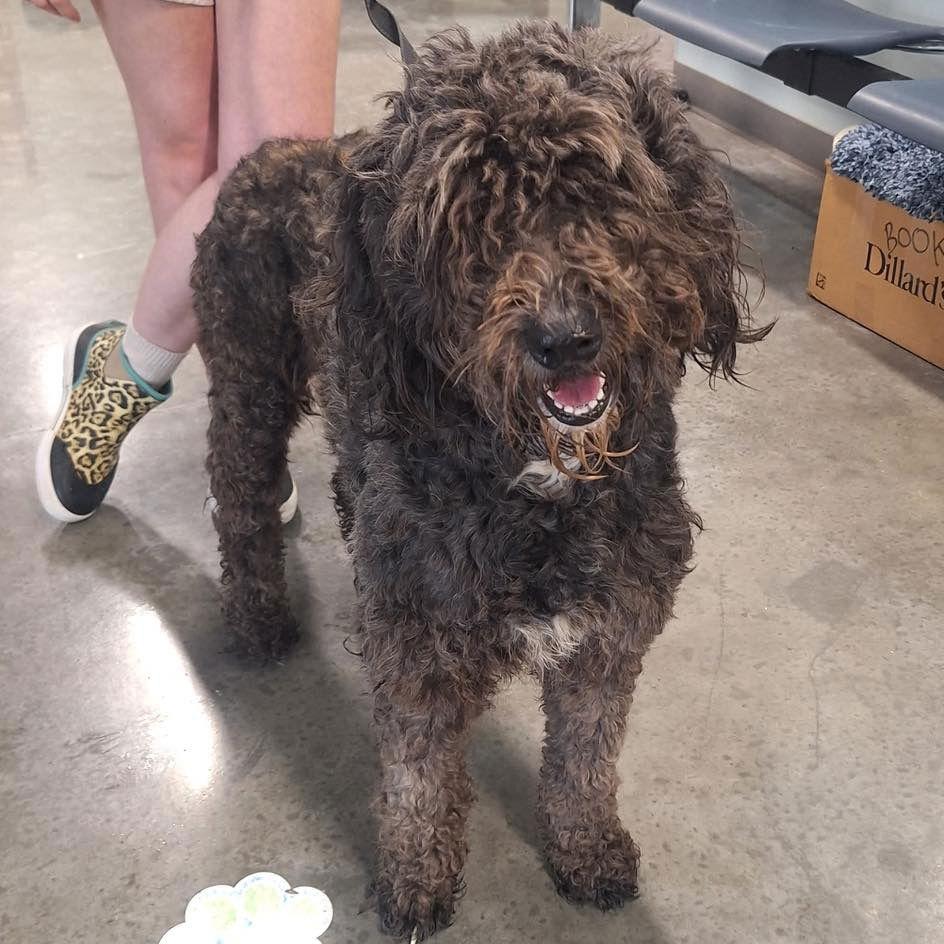 Enlarge Judy, a Adopted Standard Poodle in Grand Bay, AL image 1/1