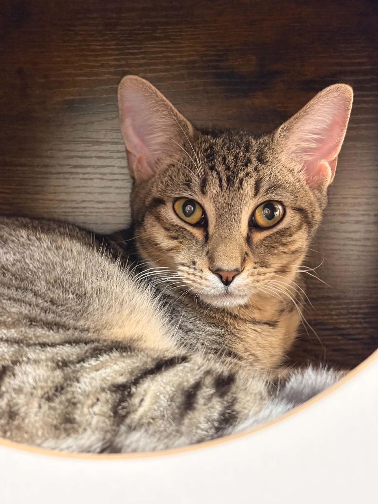 Enlarge Kielbasa, a Adoptable Domestic Short Hair in Paris, ME image 1/1