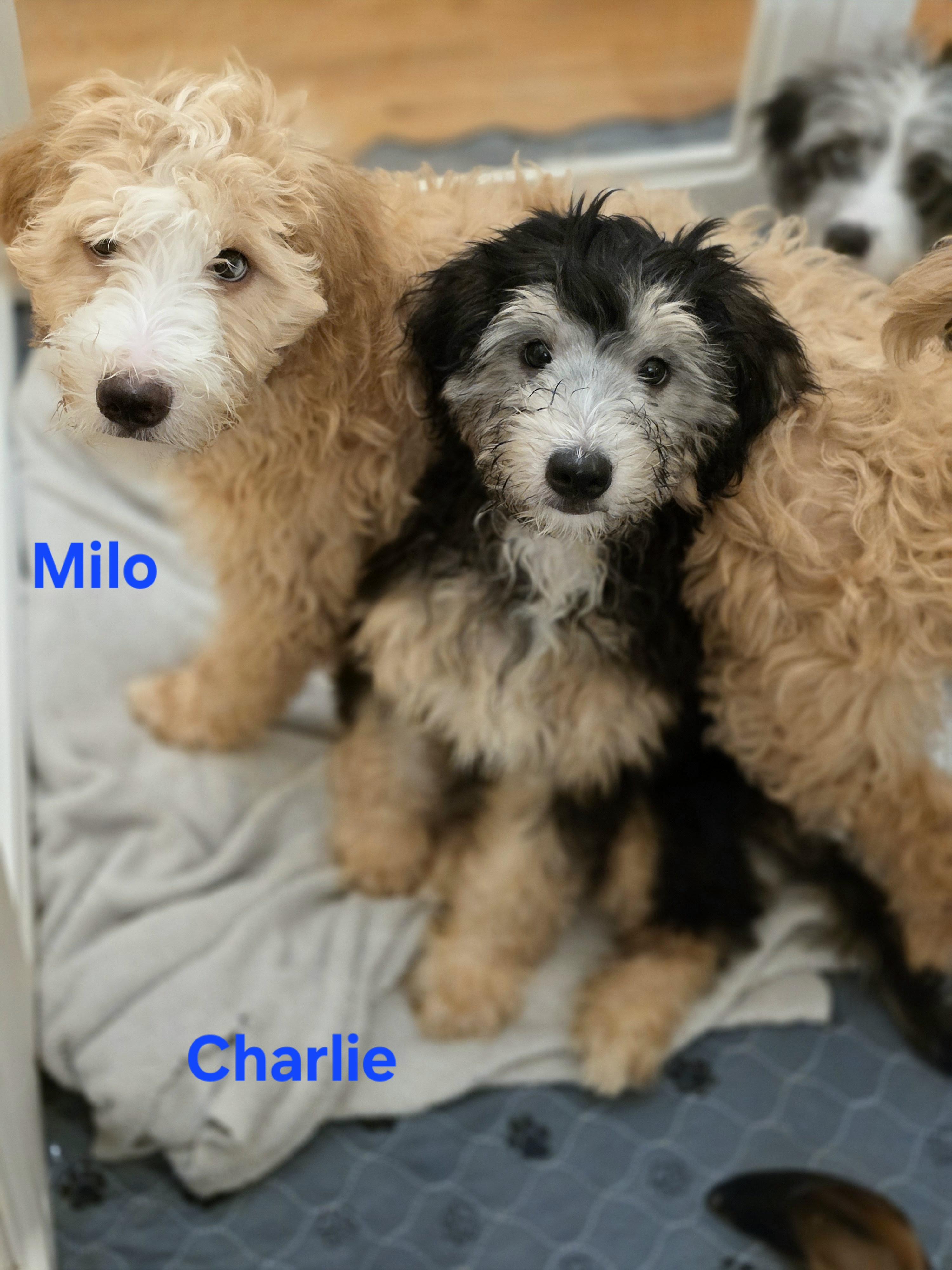 Enlarge Charlie, a Adopted mixed breed in Blairstown, NJ image 4/5