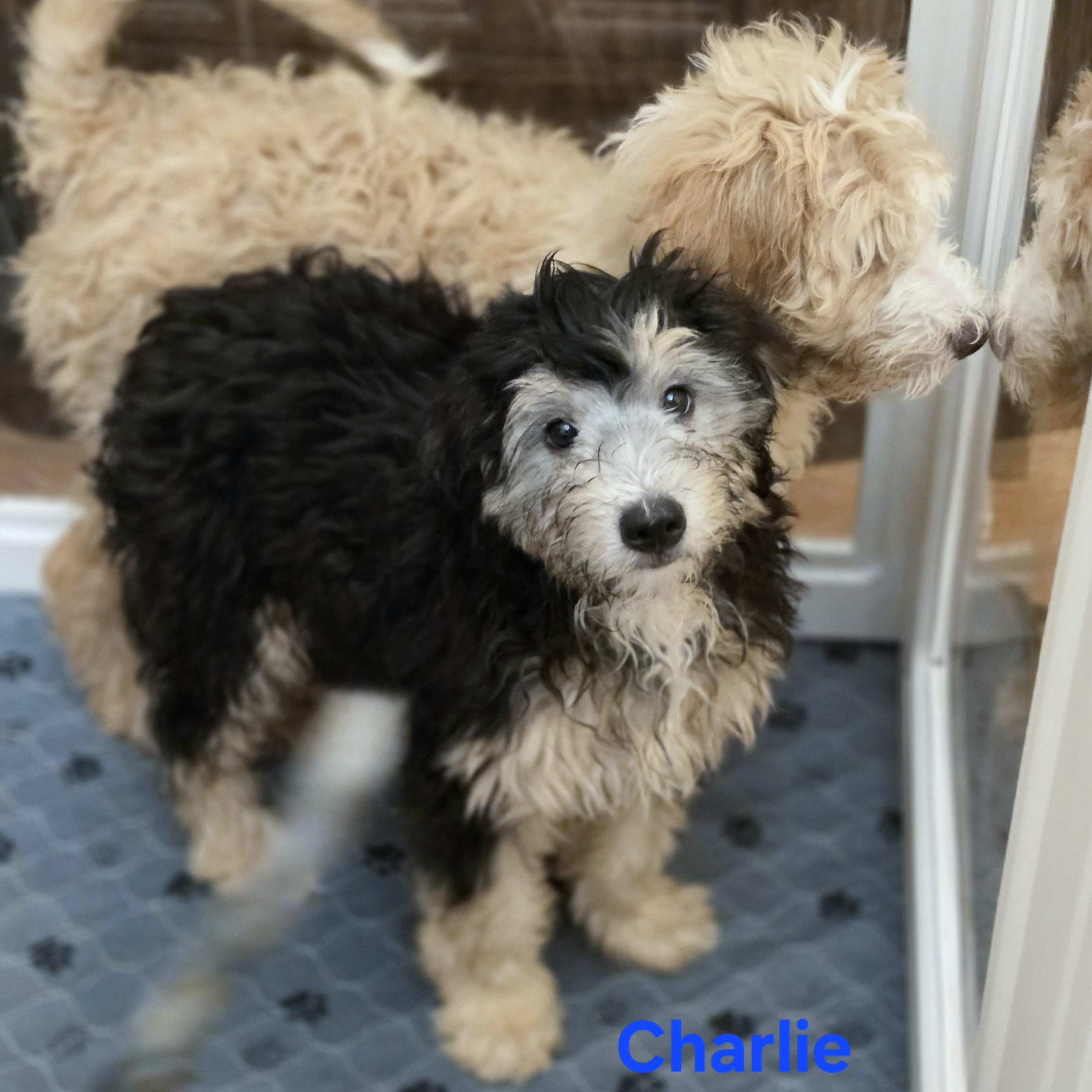 Enlarge Charlie, a Adopted mixed breed in Blairstown, NJ image 2/5