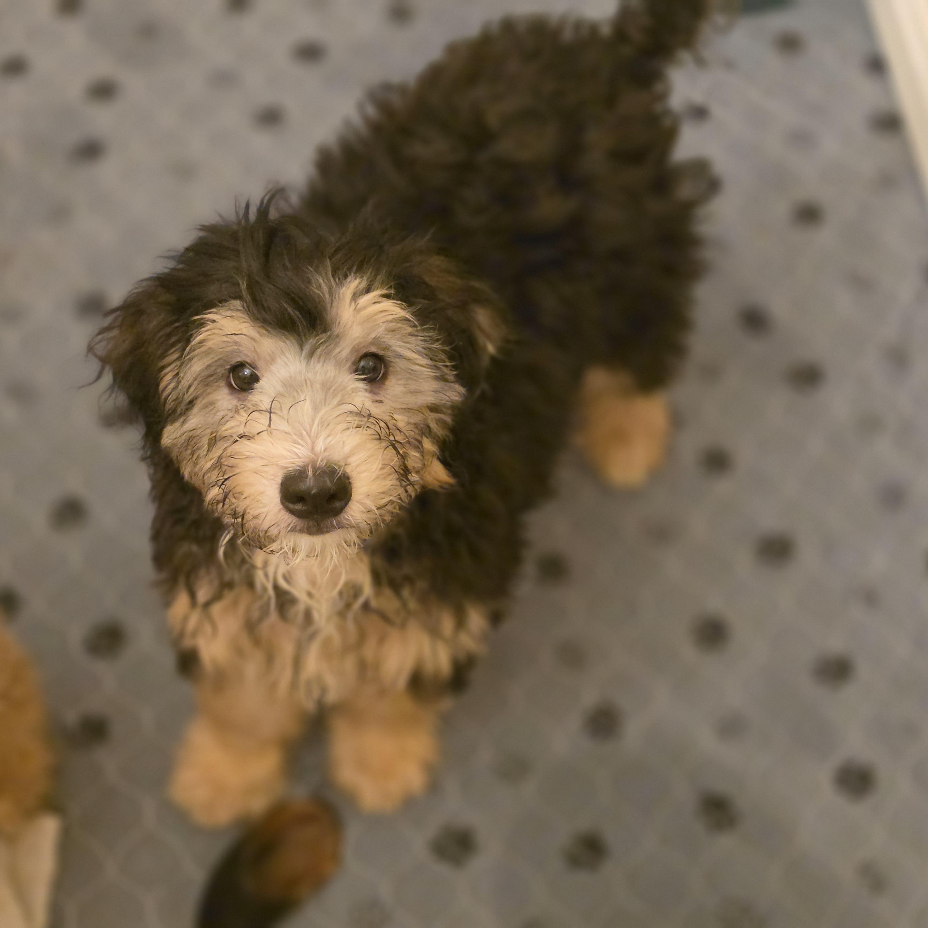 Enlarge Charlie, a Adopted mixed breed in Blairstown, NJ image 5/5