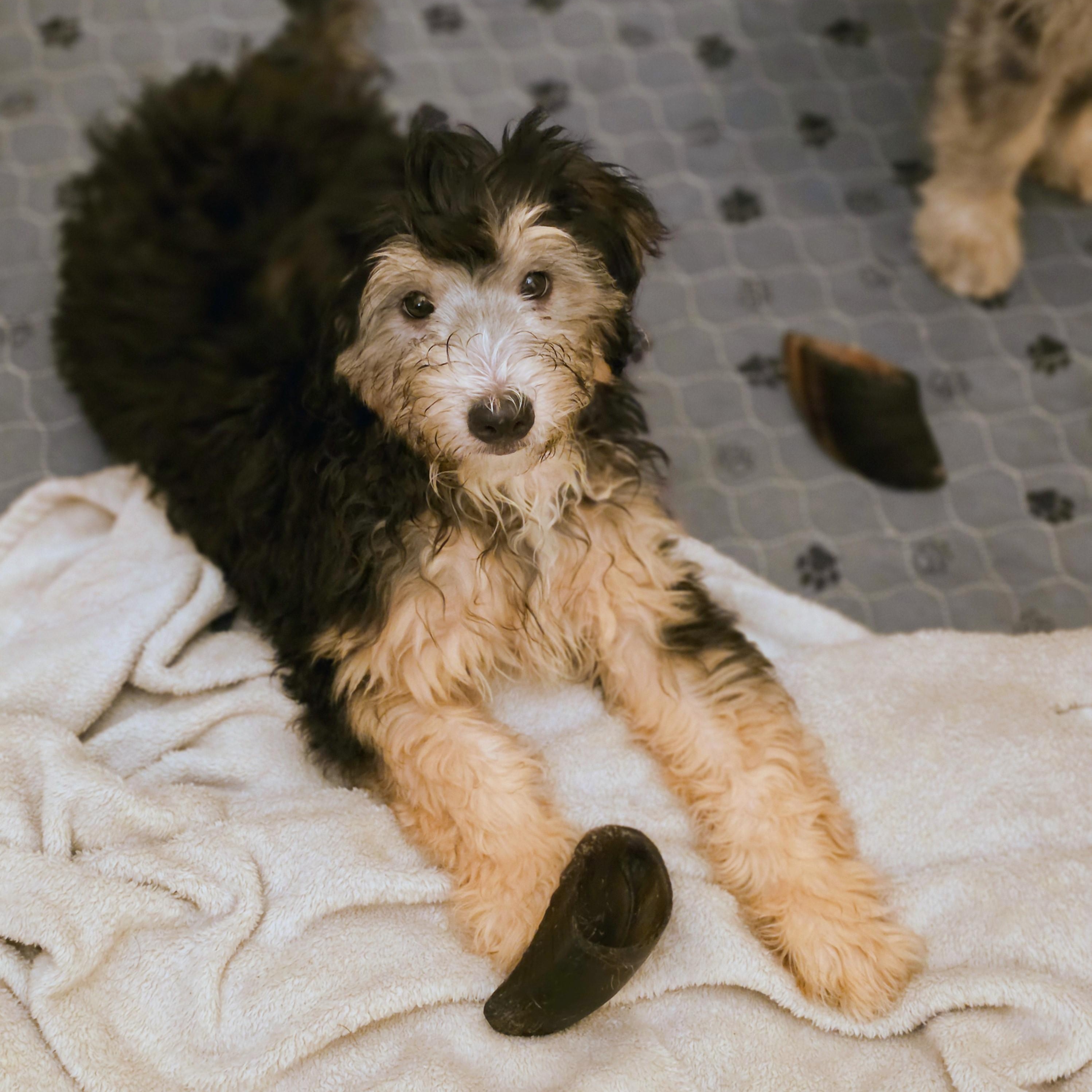 Enlarge Charlie, a Adopted mixed breed in Blairstown, NJ image 1/5