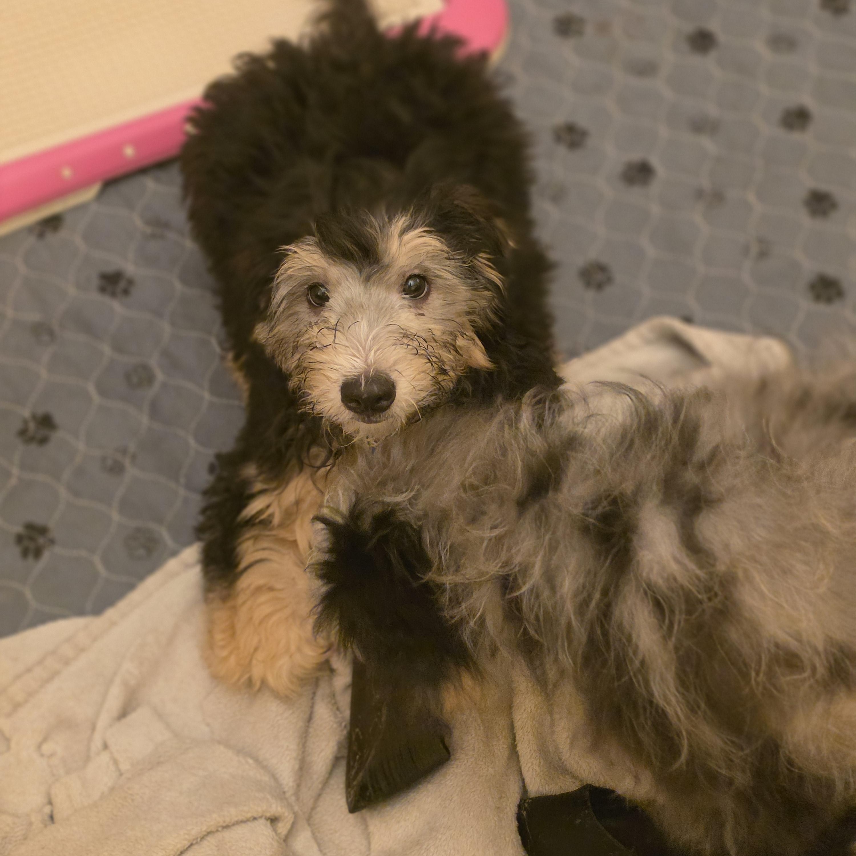 Enlarge Charlie, a Adopted mixed breed in Blairstown, NJ image 3/5