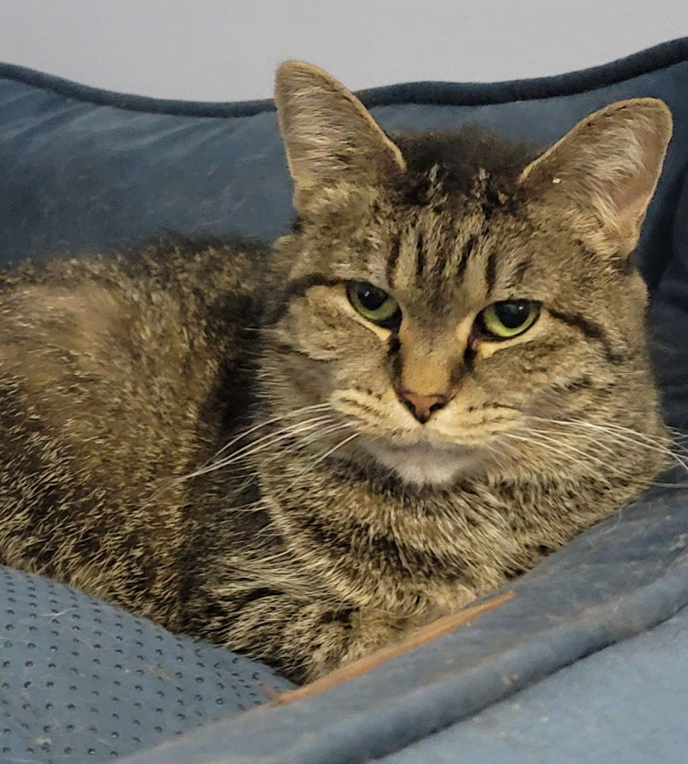 Arabella, a Adoptable Bengal in Glen Ellyn, IL image 1/2