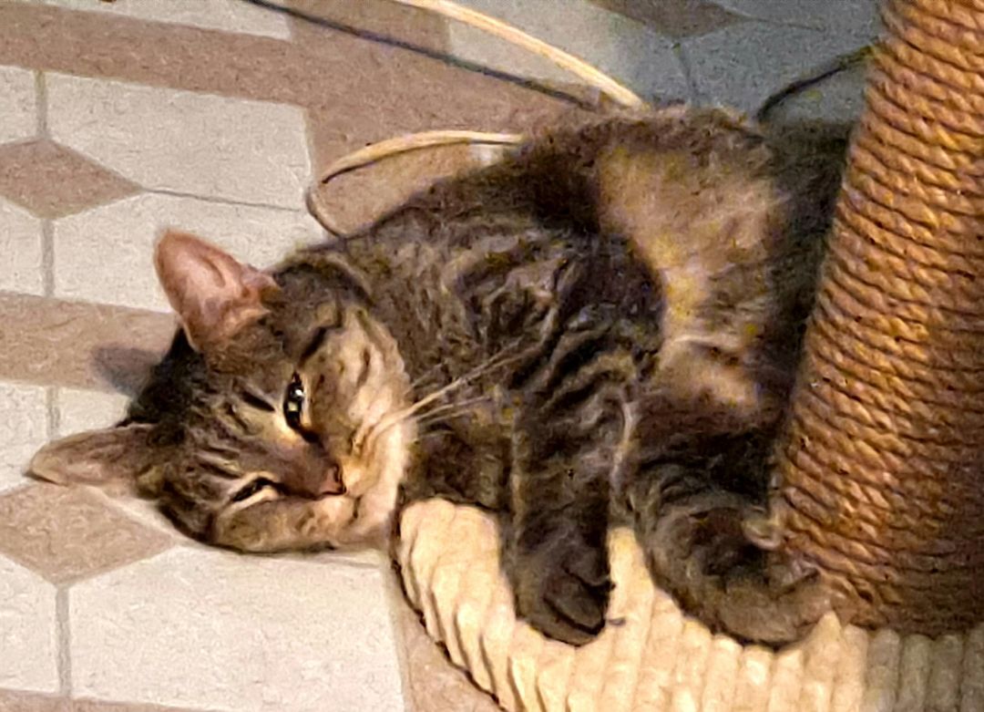 Arabella, a Adoptable Bengal in Glen Ellyn, IL image 2/2