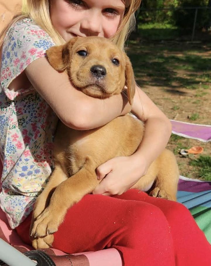 Enlarge Mae, an adopted mixed breed in Medfield, MA image 3/4