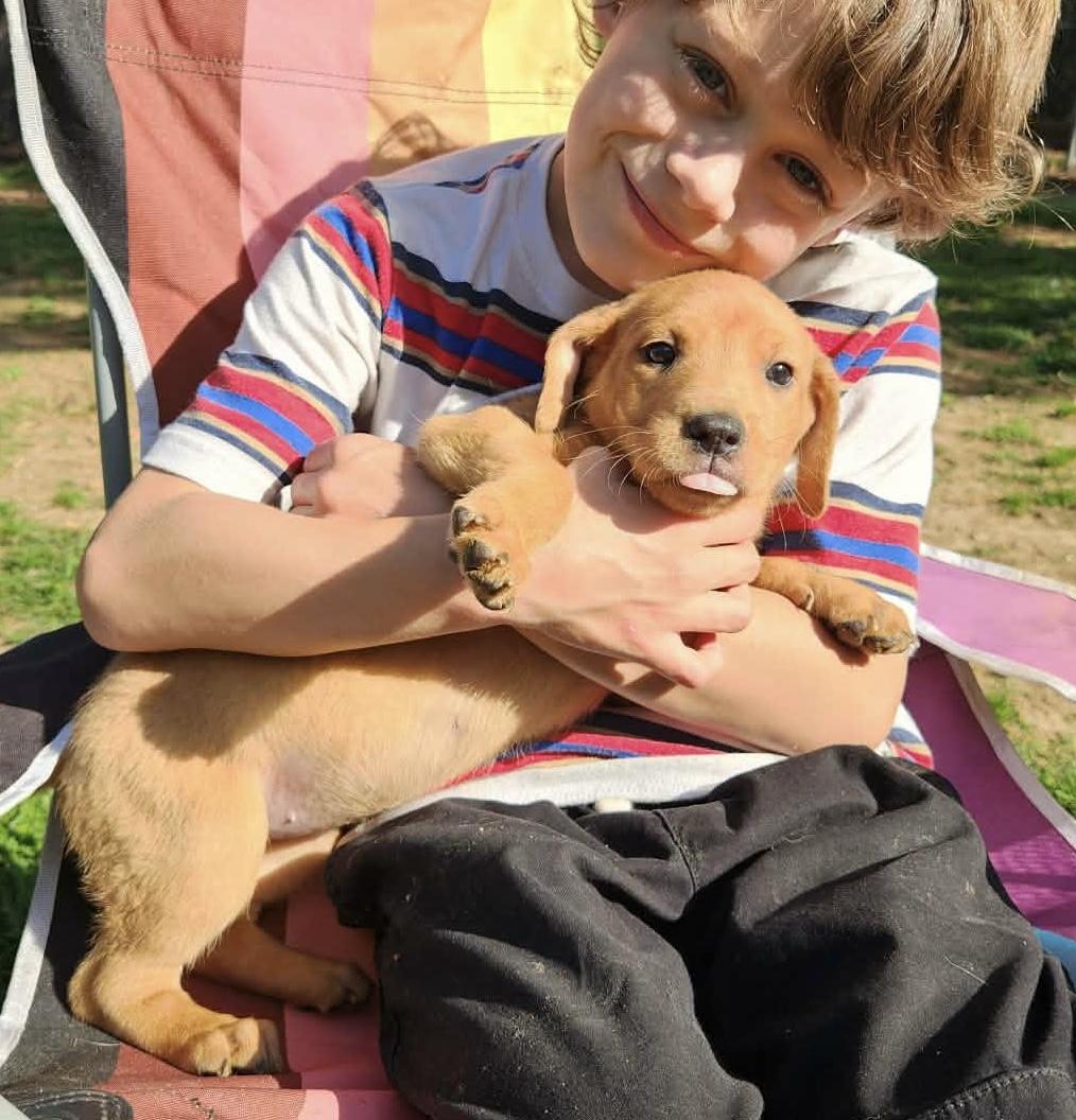 Mae, adopted, Puppy Female Beagle & Australian Cattle Dog / Blue Heeler.