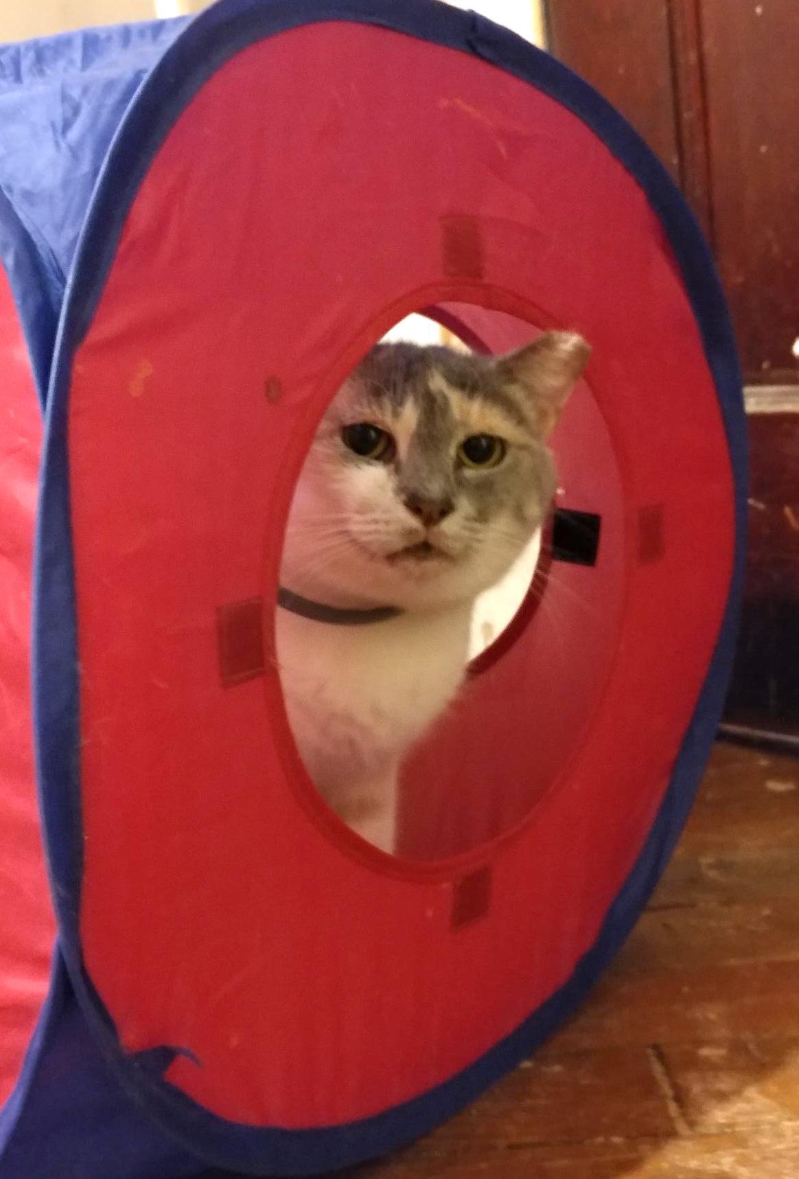 Butter, a Adoptable Dilute Calico in Philadelphia, PA image 2/2