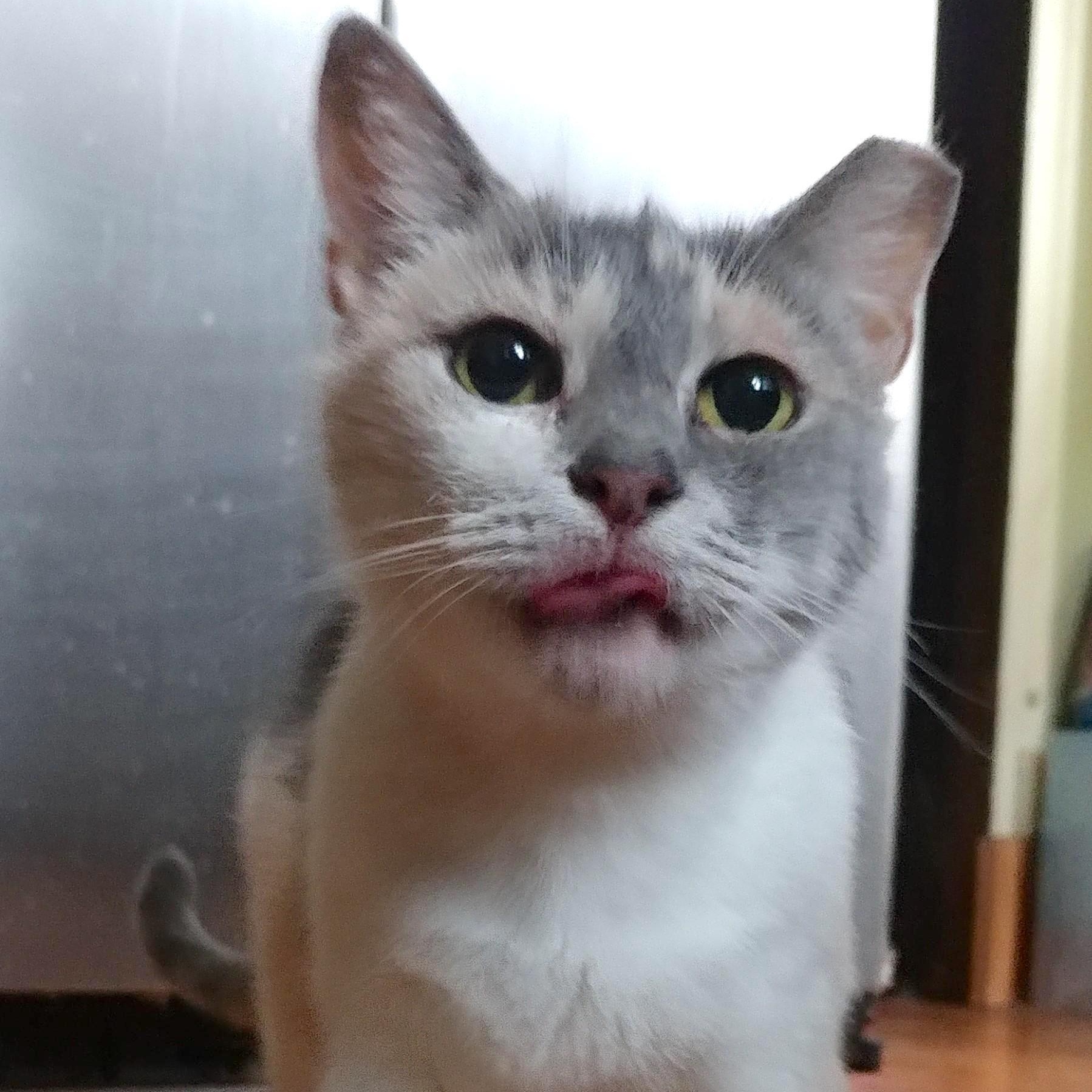 Butter, a Adoptable Dilute Calico in Philadelphia, PA image 1/2