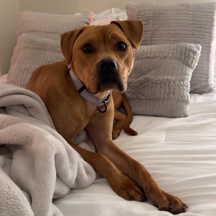 Evie, Adoptable, Adult Female Pit Bull Terrier.