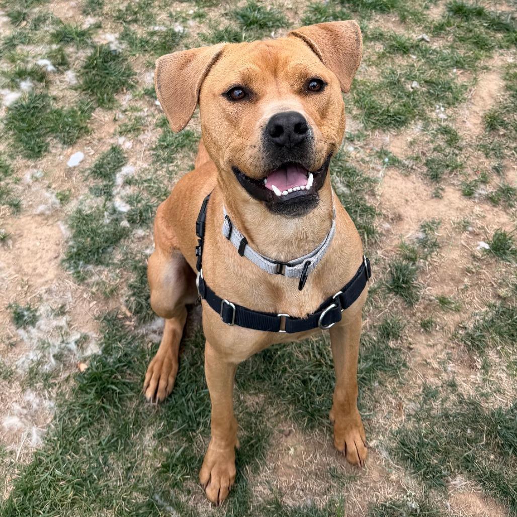 Enlarge Evie, a Adoptable Pit Bull Terrier in Harrisonburg, VA image 2/6