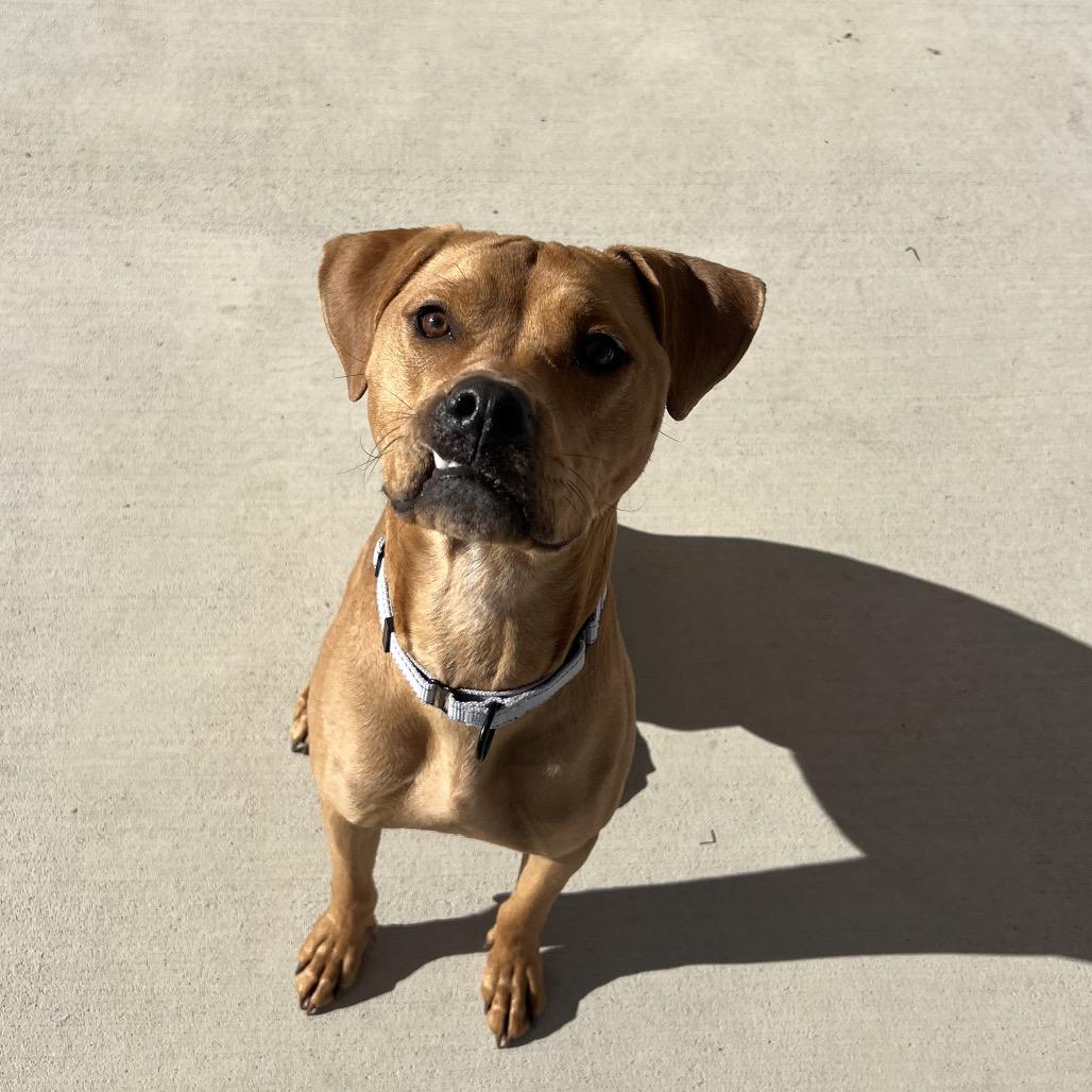 Enlarge Evie, a Adoptable Pit Bull Terrier in Harrisonburg, VA image 3/6