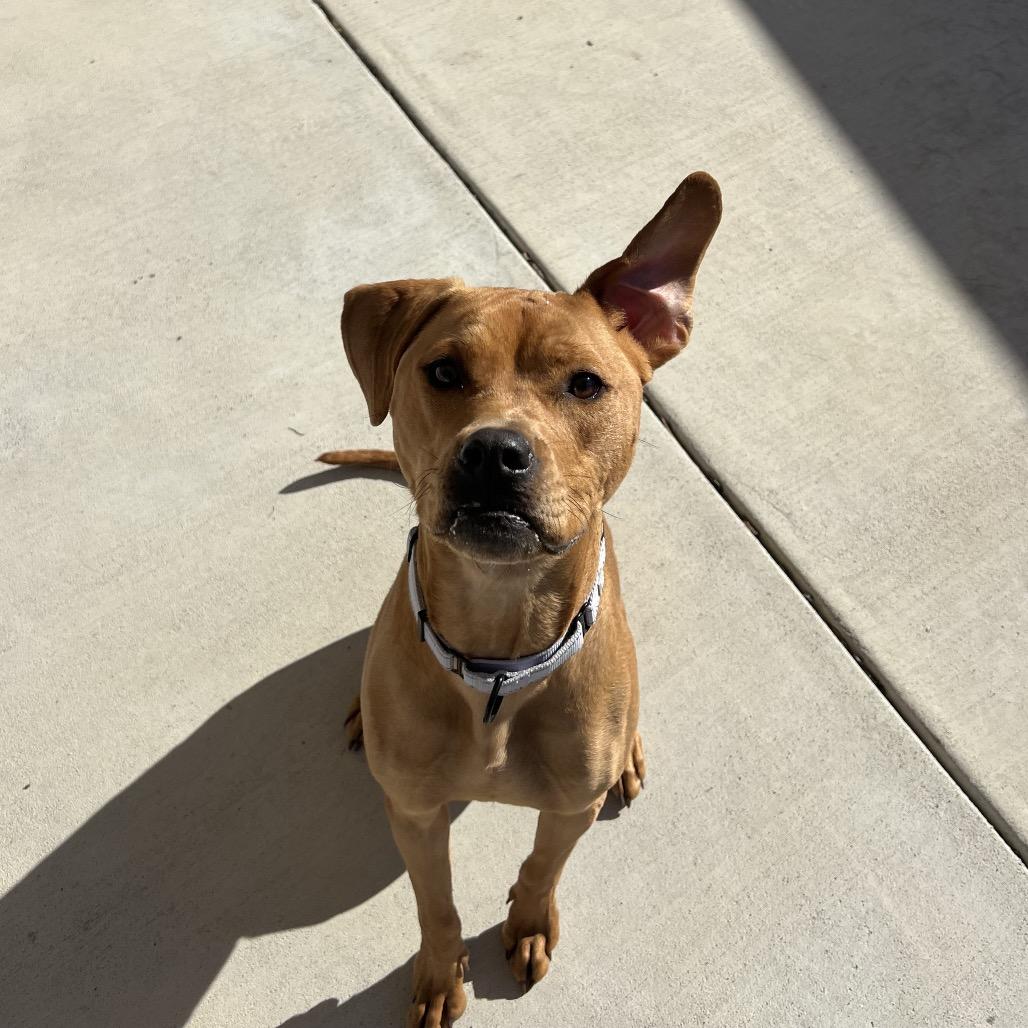 Enlarge Evie, a Adoptable Pit Bull Terrier in Harrisonburg, VA image 5/6