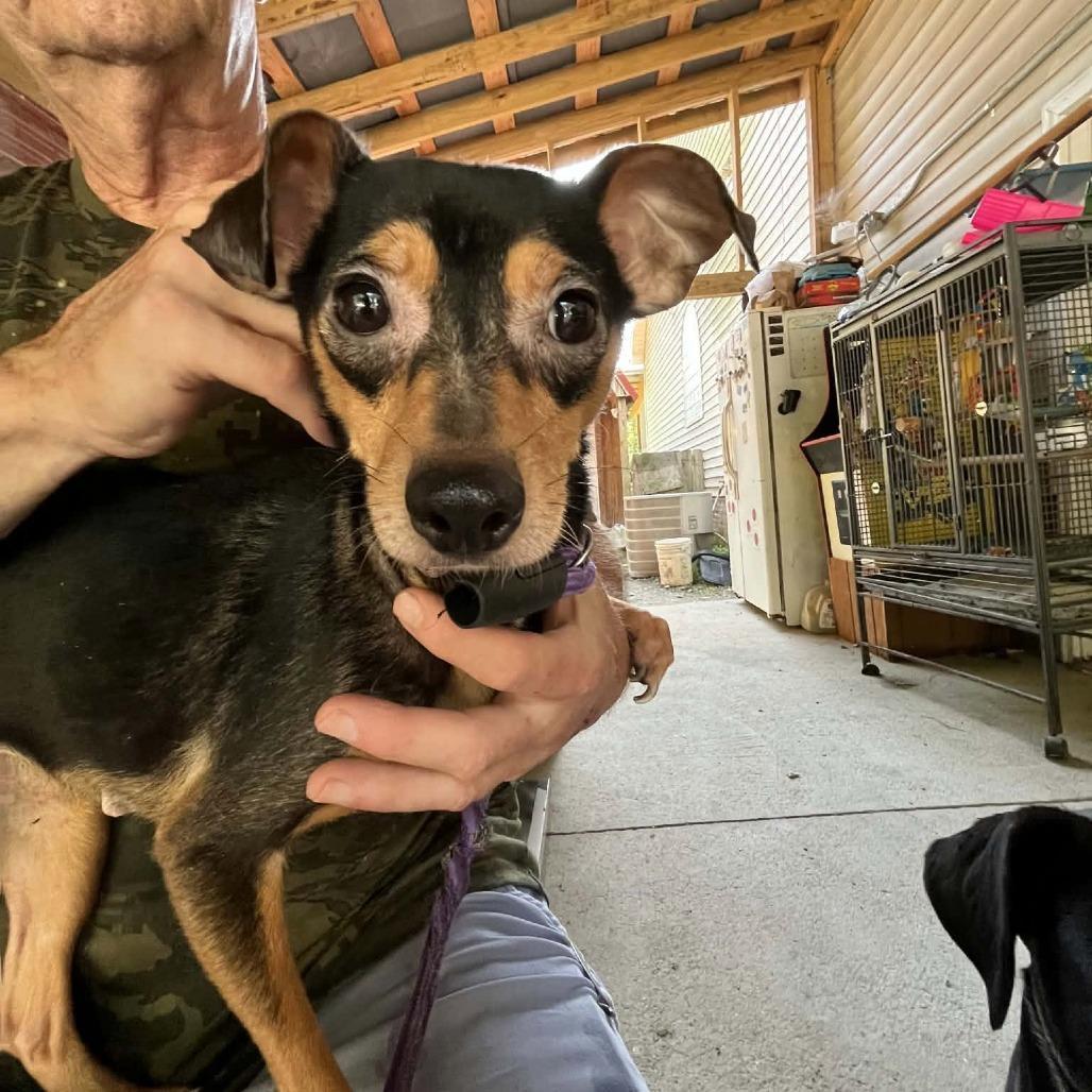Tina, Adoptable, Adult Female Chihuahua & Mixed Breed.