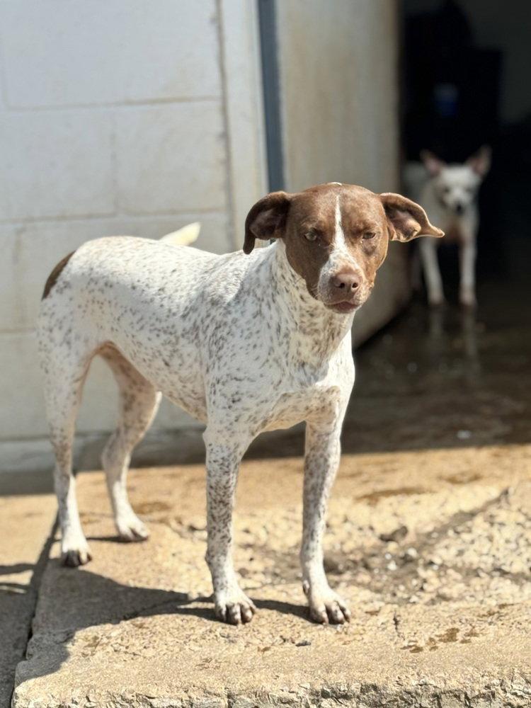 Lucy*, Adoptable, Young Female Pointer.