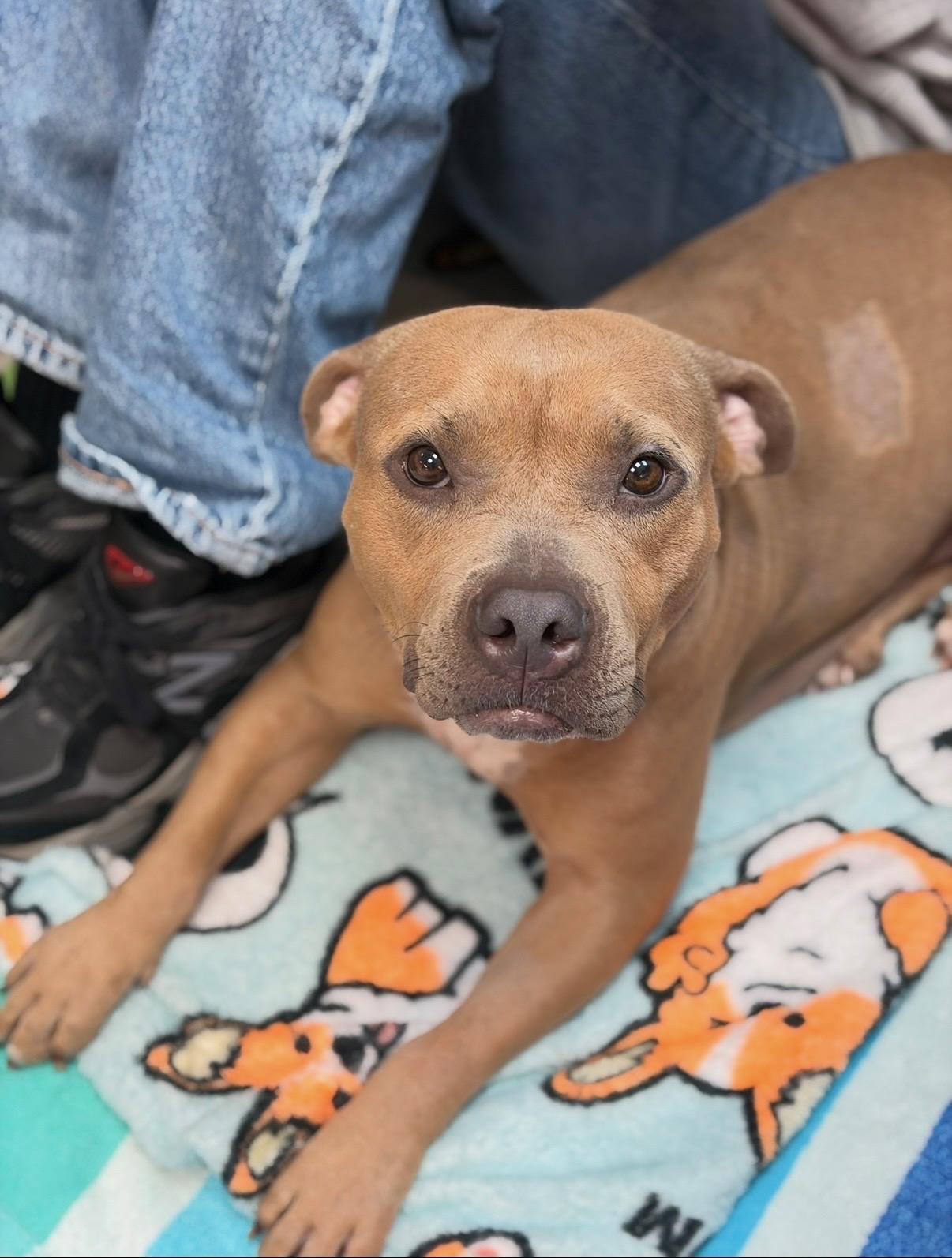 Enlarge Baby, a Adoptable mixed breed in CORAL GABLES, FL image 1/2