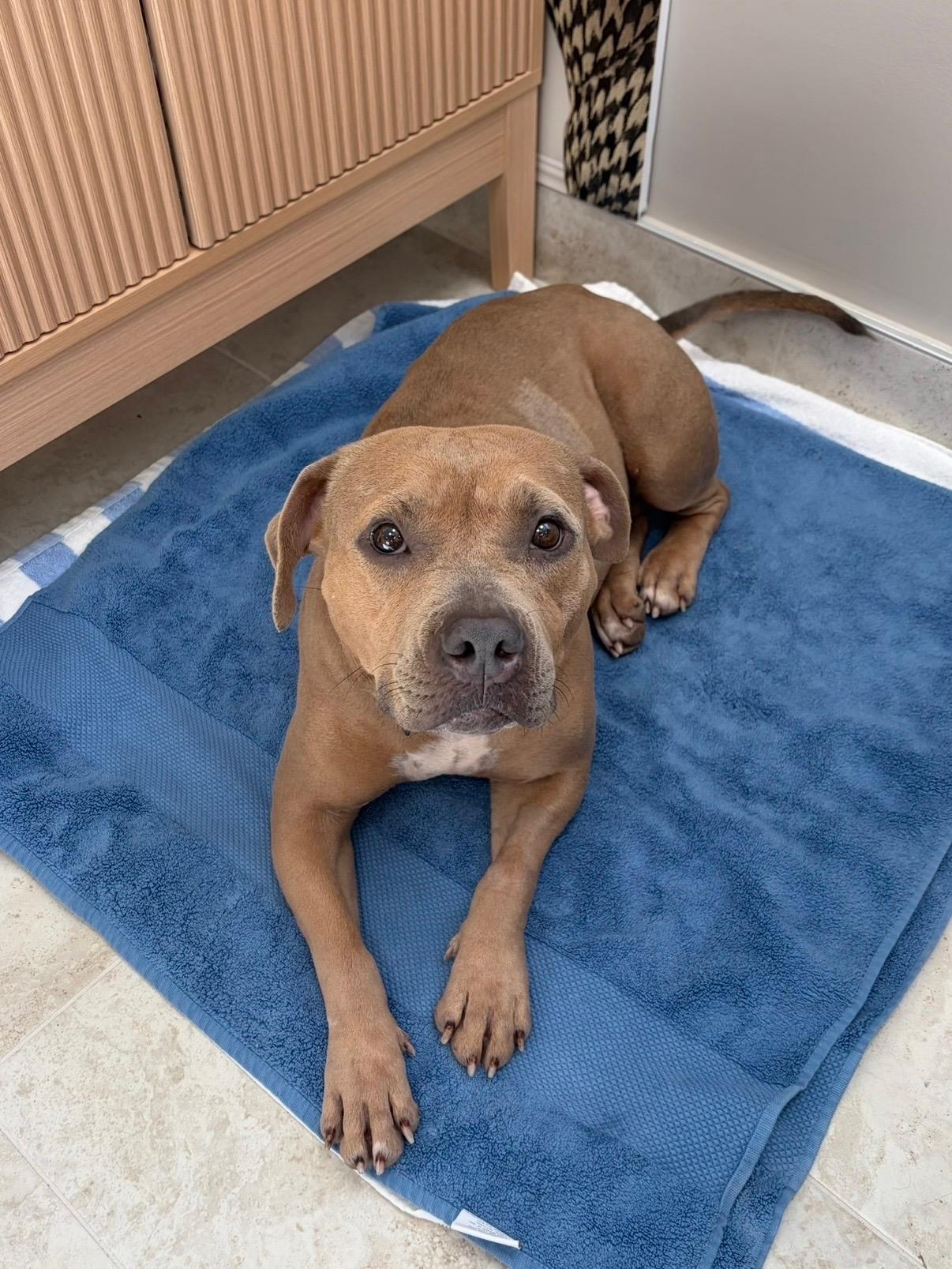 Enlarge Baby, a Adoptable mixed breed in CORAL GABLES, FL image 2/2