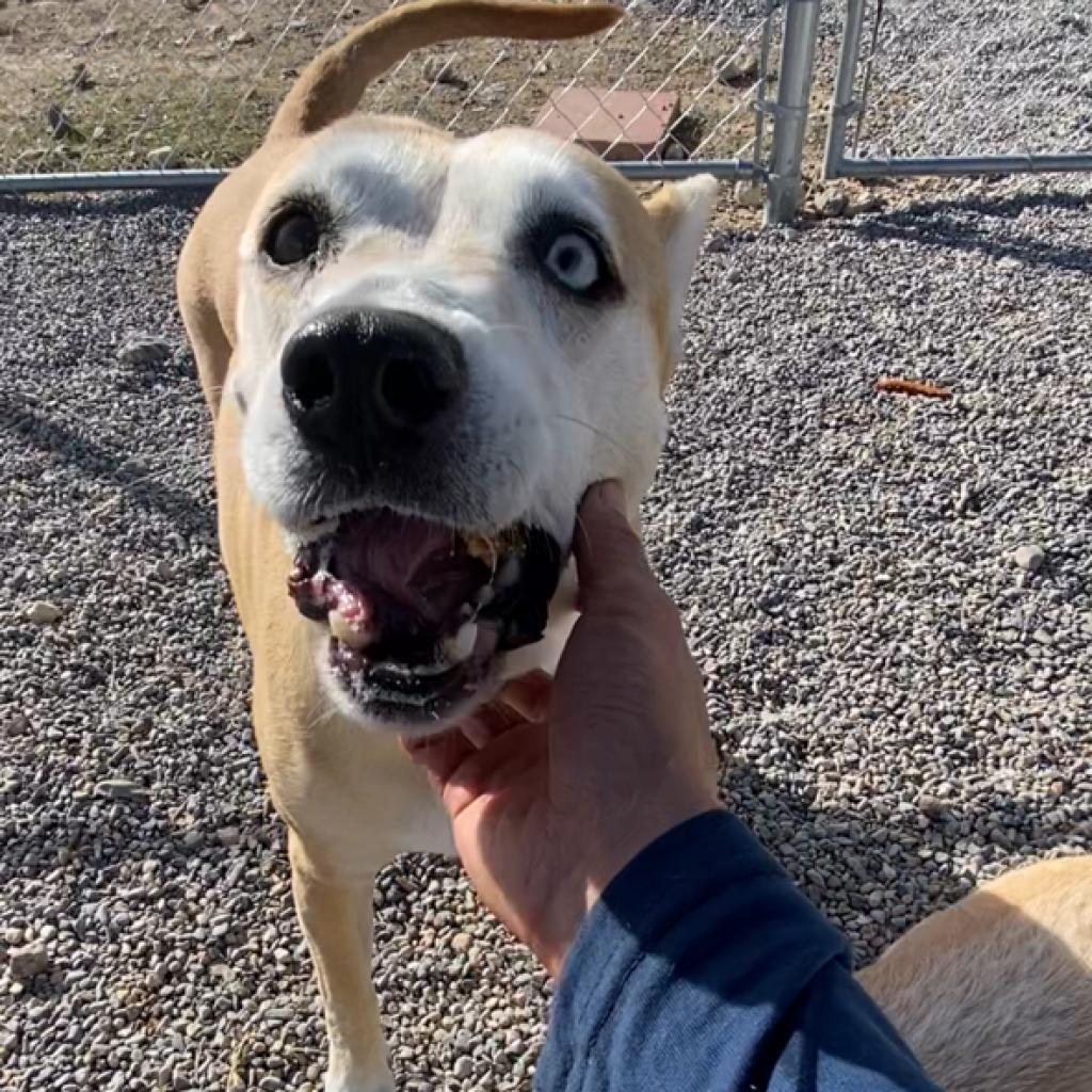 Enlarge Luna, a Adoptable German Shepherd Dog in Pahrump, NV image 2/3