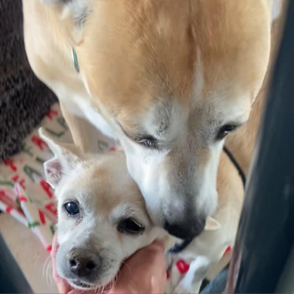 Luna — thumbnail 3