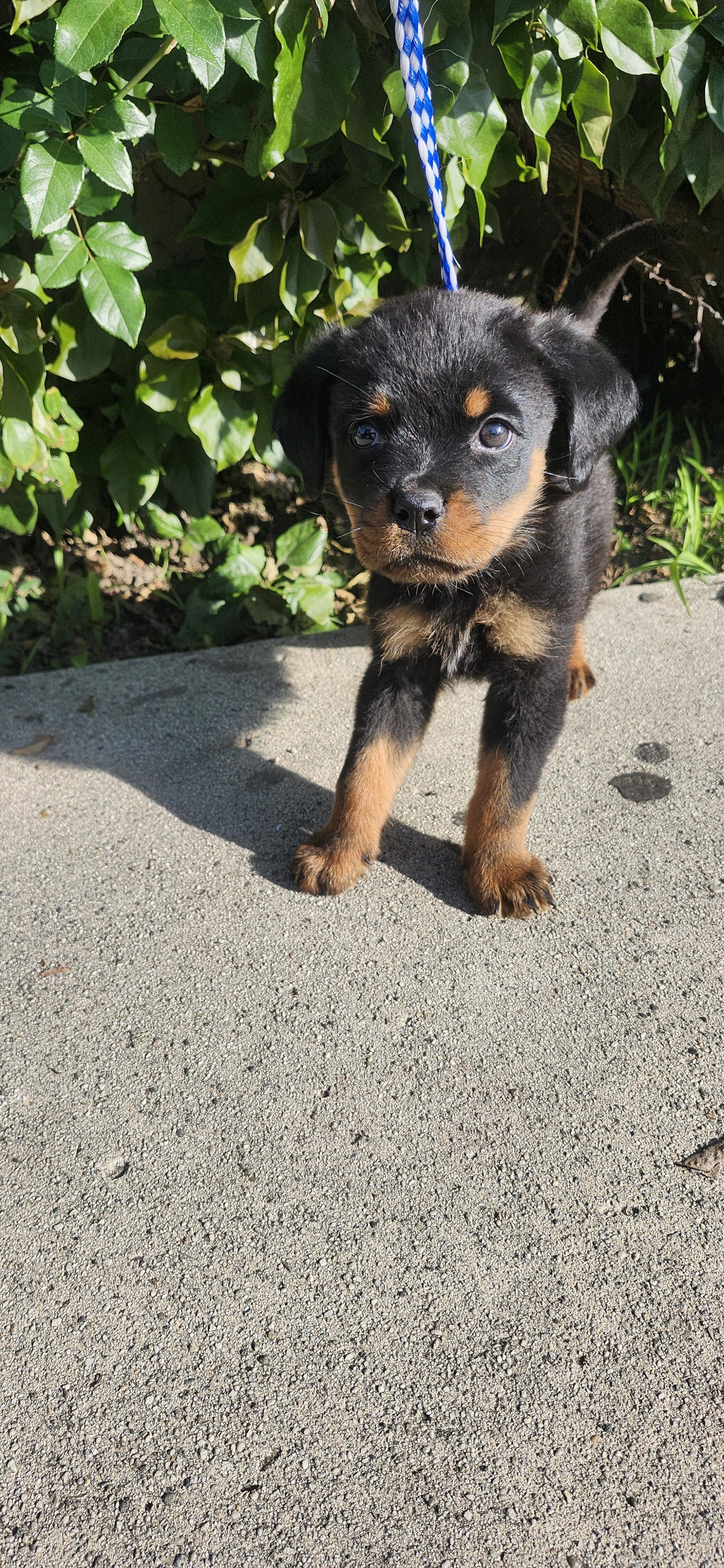 Anika, a Adoptable Rottweiler image 2/4