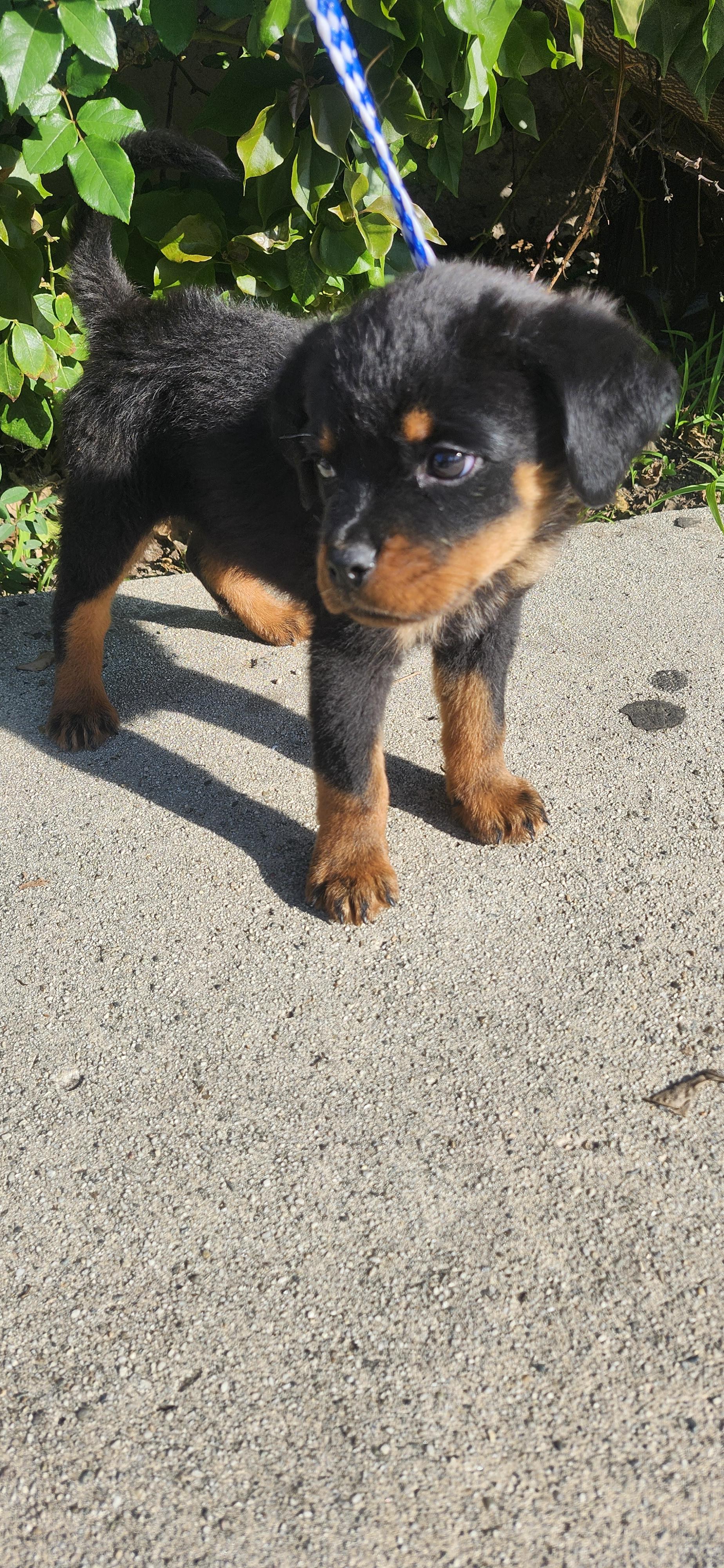 Anika, a Adoptable Rottweiler image 3/4