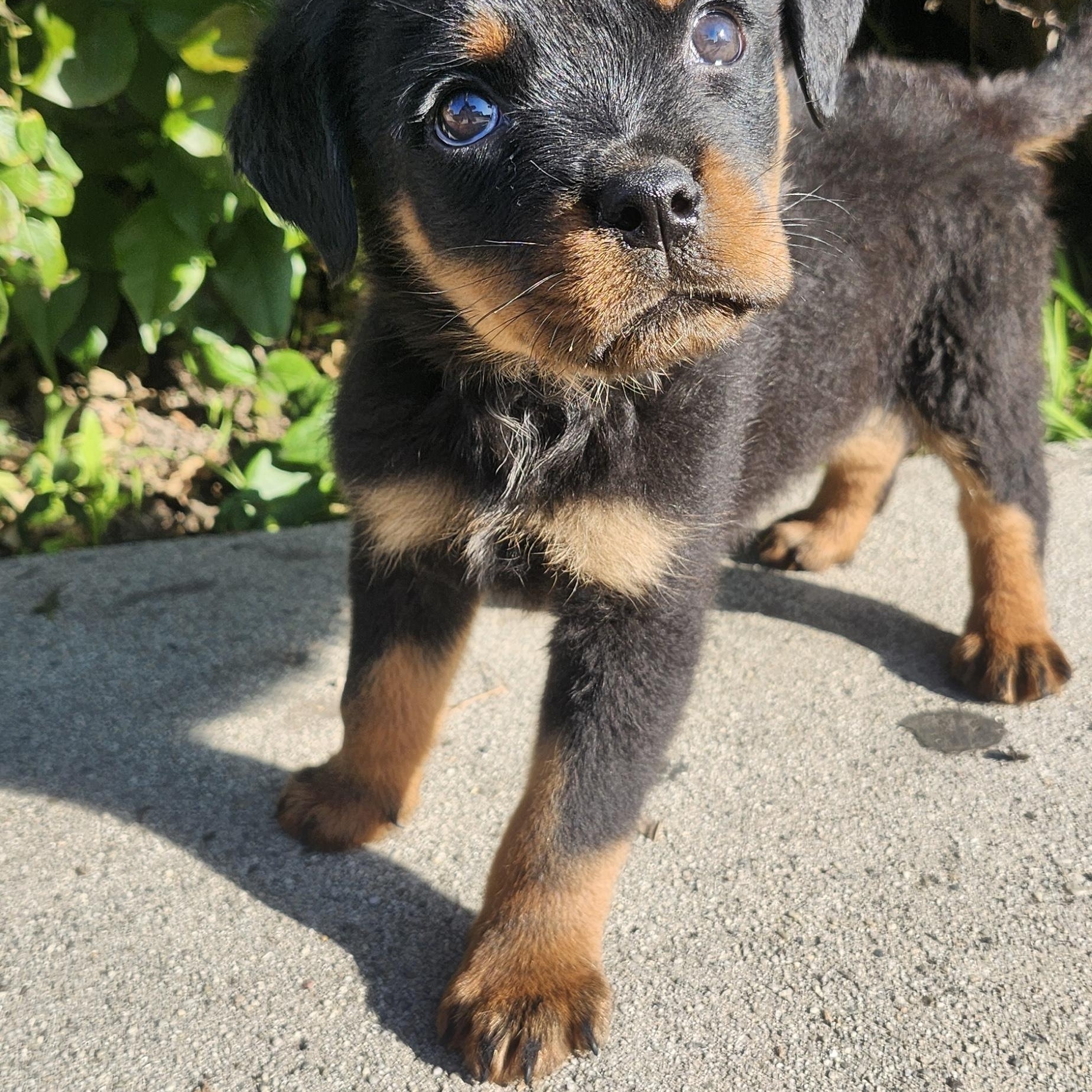 Anika, a Adoptable Rottweiler image 1/4