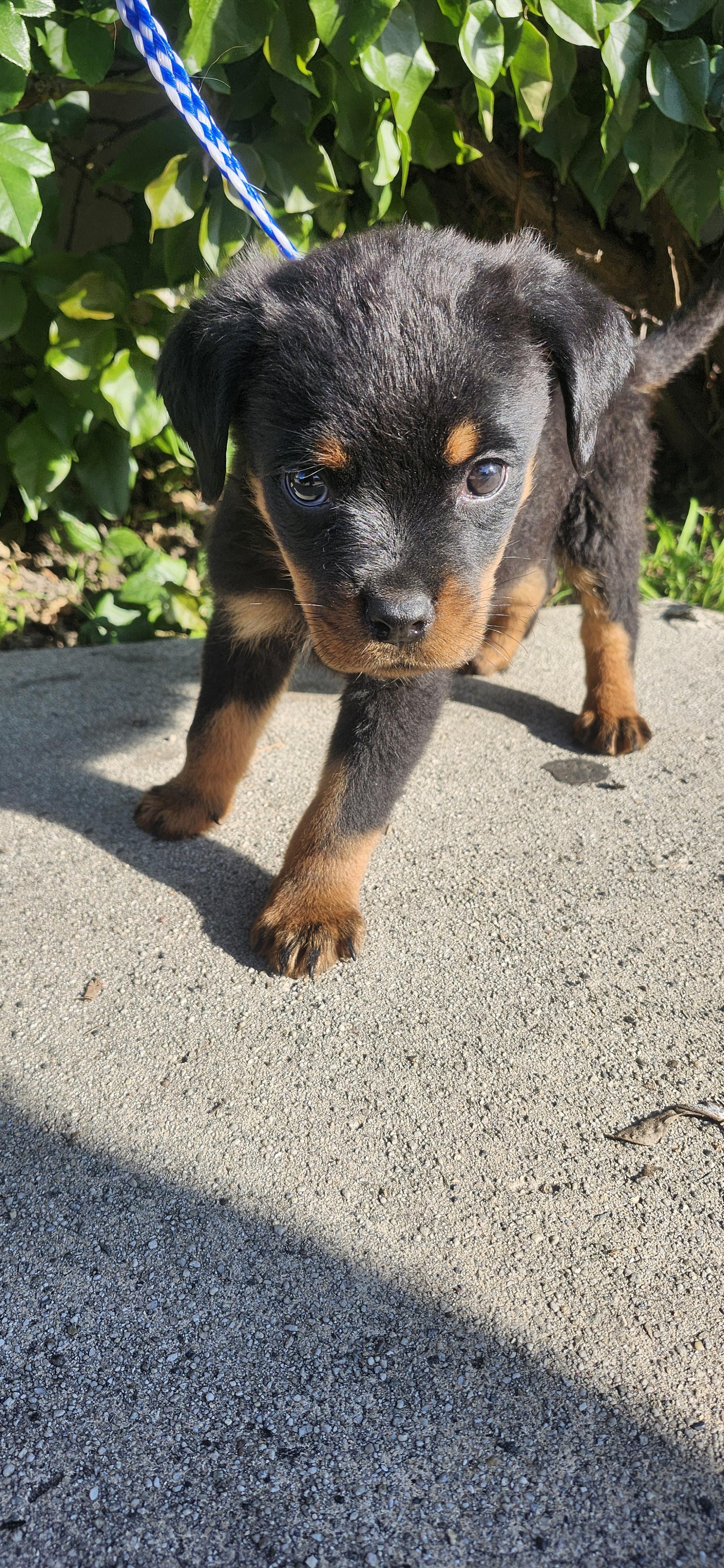 Anika, a Adoptable Rottweiler image 4/4