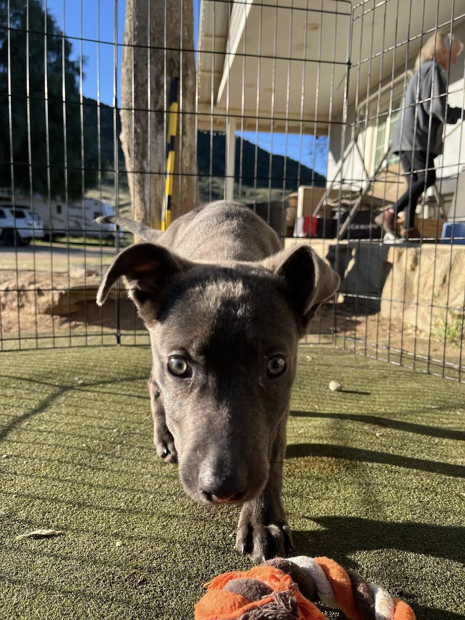 Enlarge Marissa, a ADOPTABLE mixed breed in Agua Dulce, CA image 3/3