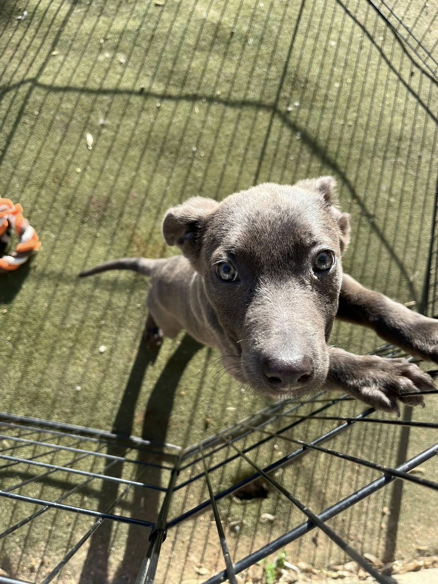 Enlarge Marissa, a ADOPTABLE mixed breed in Agua Dulce, CA image 2/3