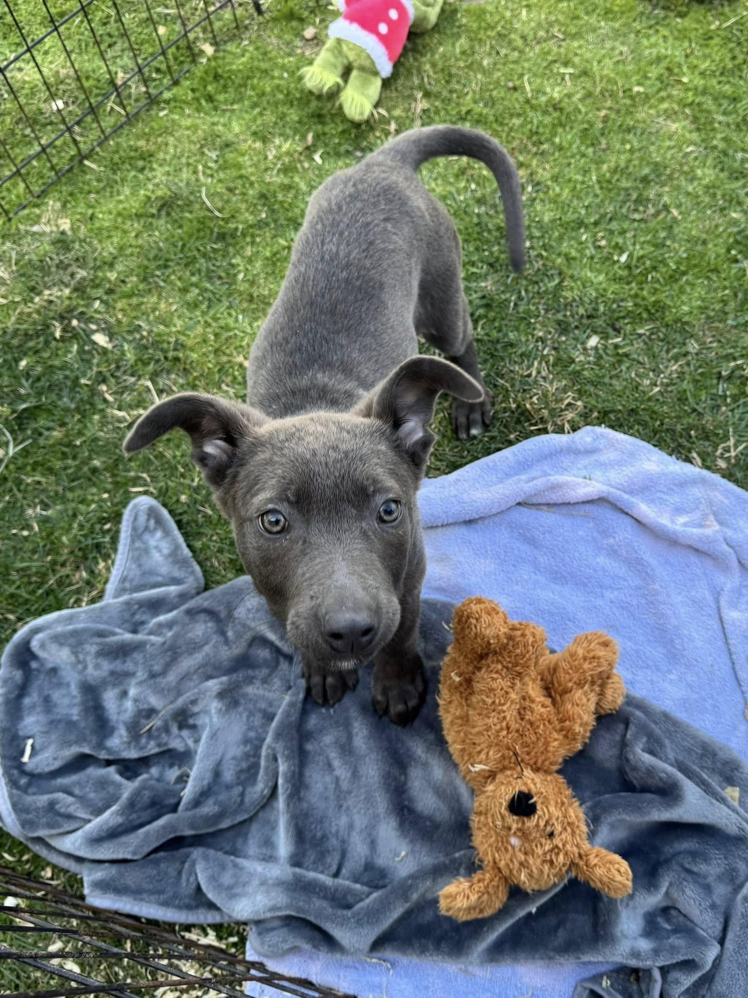 Enlarge Marissa, a ADOPTABLE mixed breed in Agua Dulce, CA image 1/3
