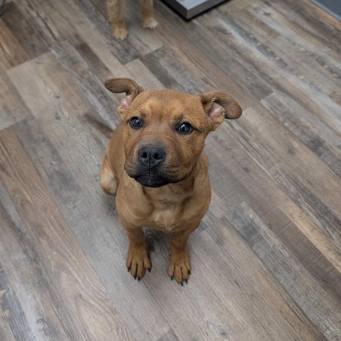 Minnie Mouse, an adopted Mixed Breed in Oconto, WI image 2/3