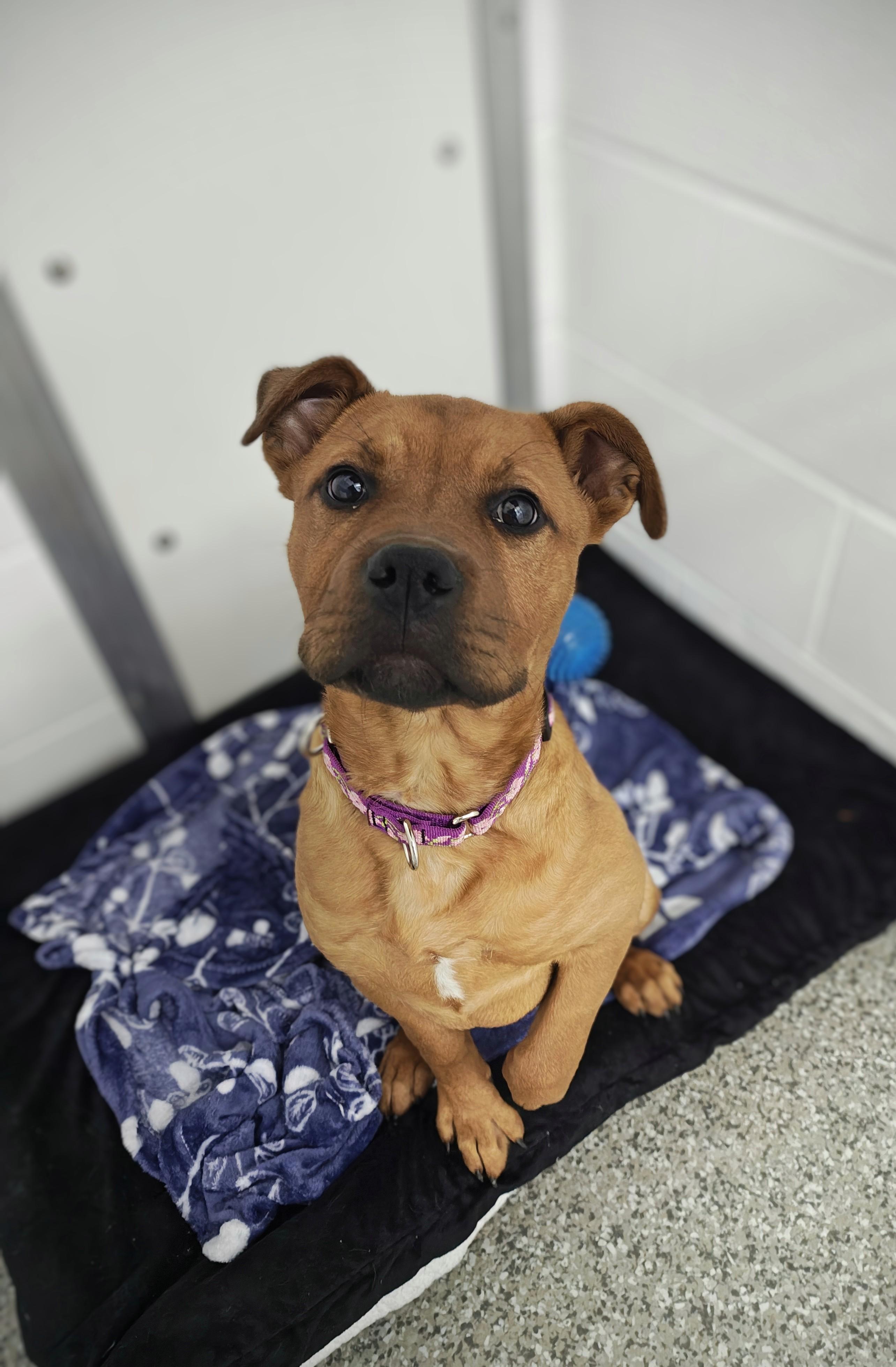Minnie Mouse, adopted, Puppy Female Mixed Breed.