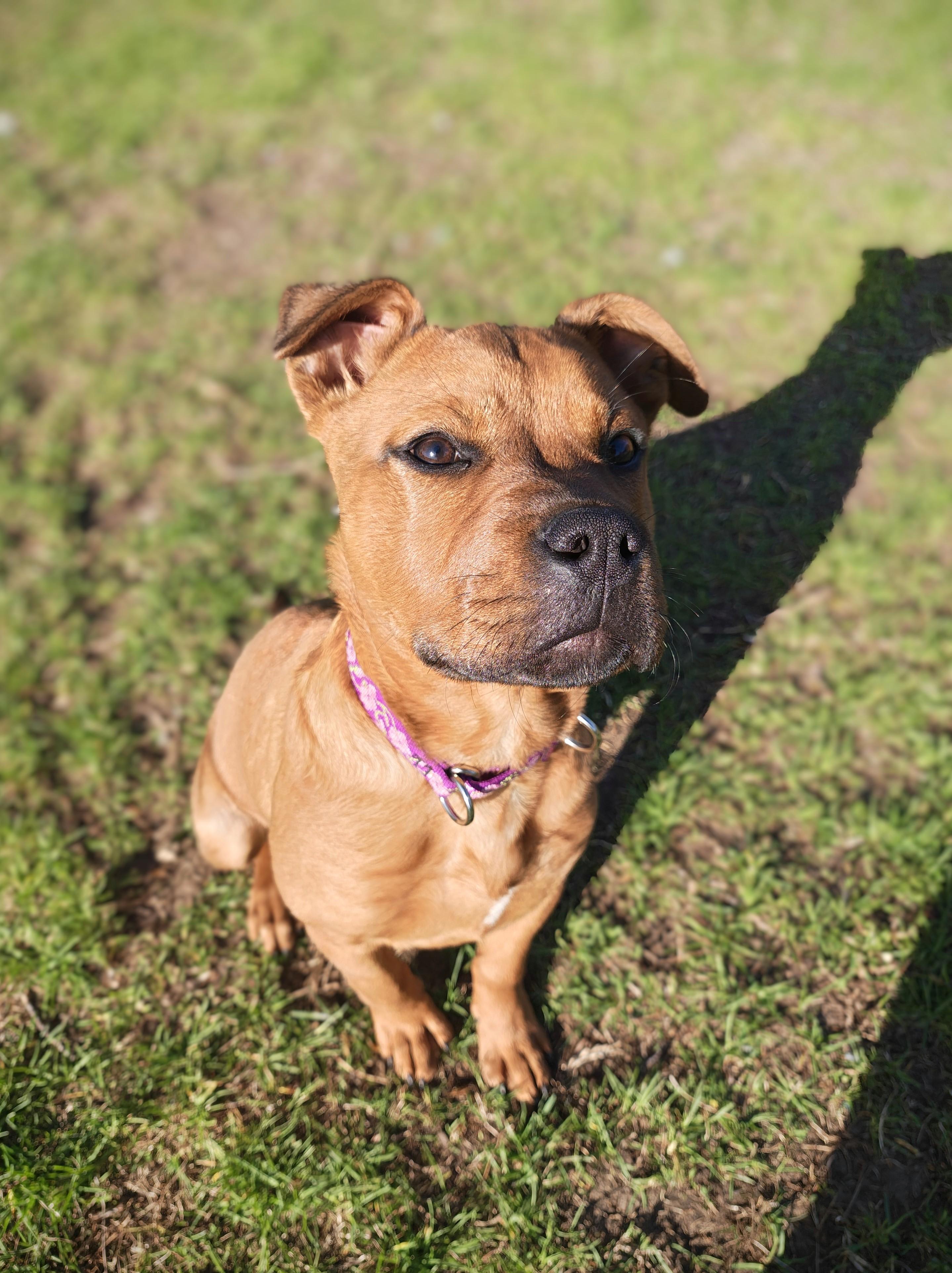 Minnie Mouse, an adopted Mixed Breed in Oconto, WI image 3/3