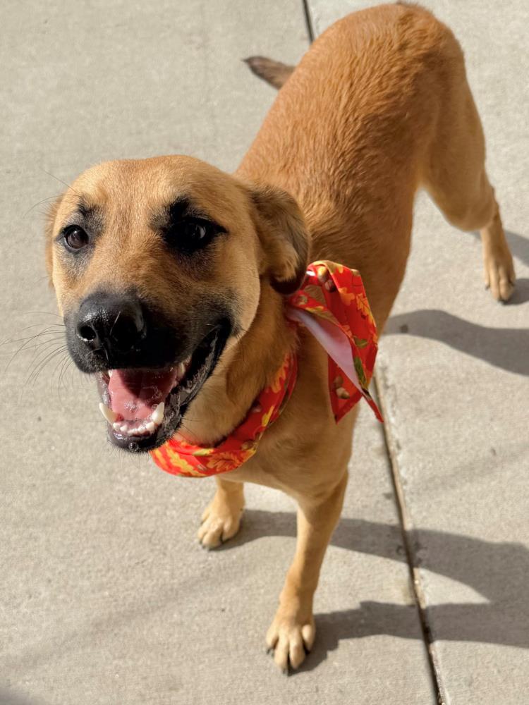 Enlarge MAGNUS, a Adoptable mixed breed in Tulsa, OK image 1/1